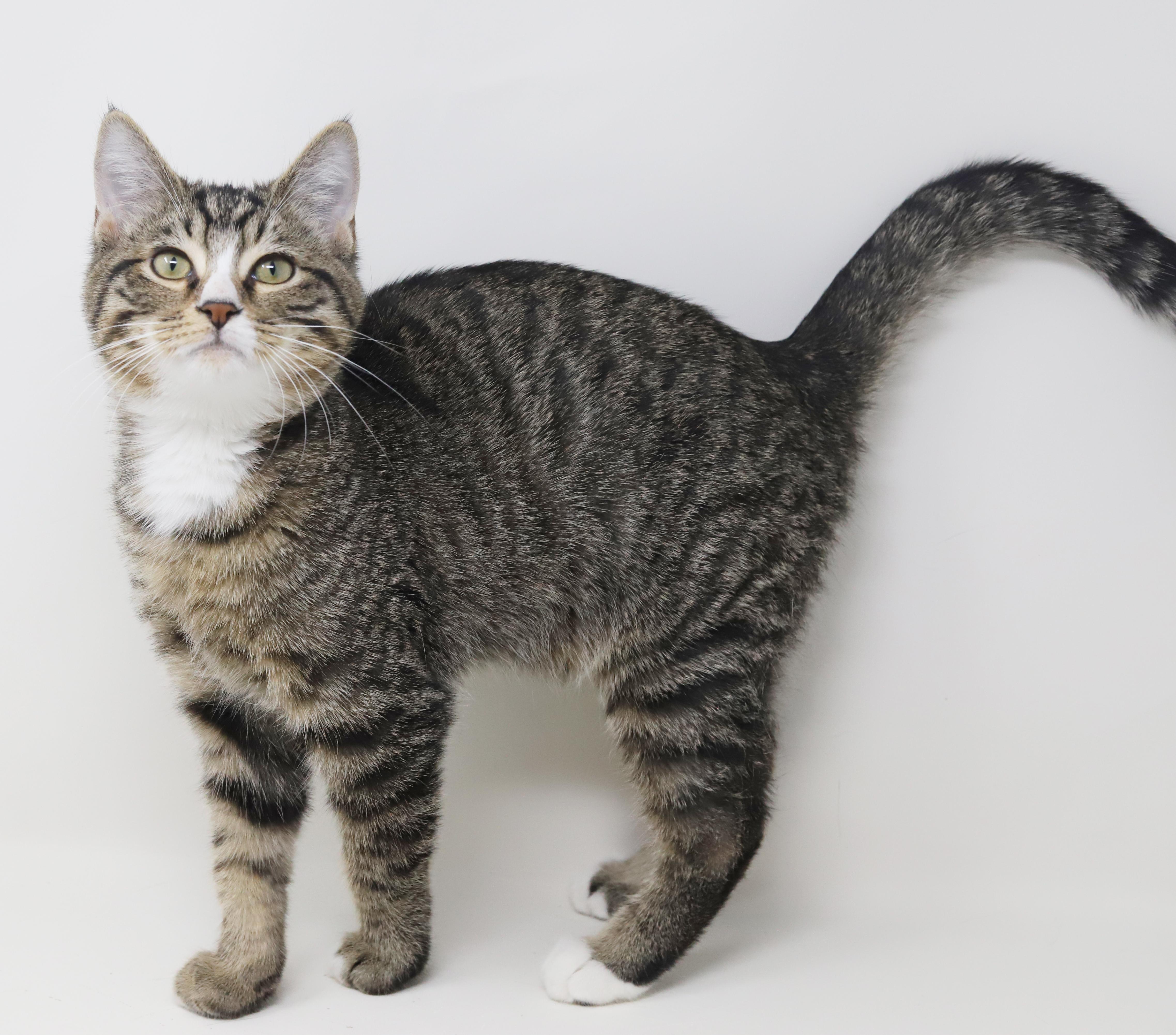 Enlarge Pucker up for kisses from Pucker!  He's a lover x 10000000!, a Adoptable mixed breed in Bedford Hills, NY image 2/6