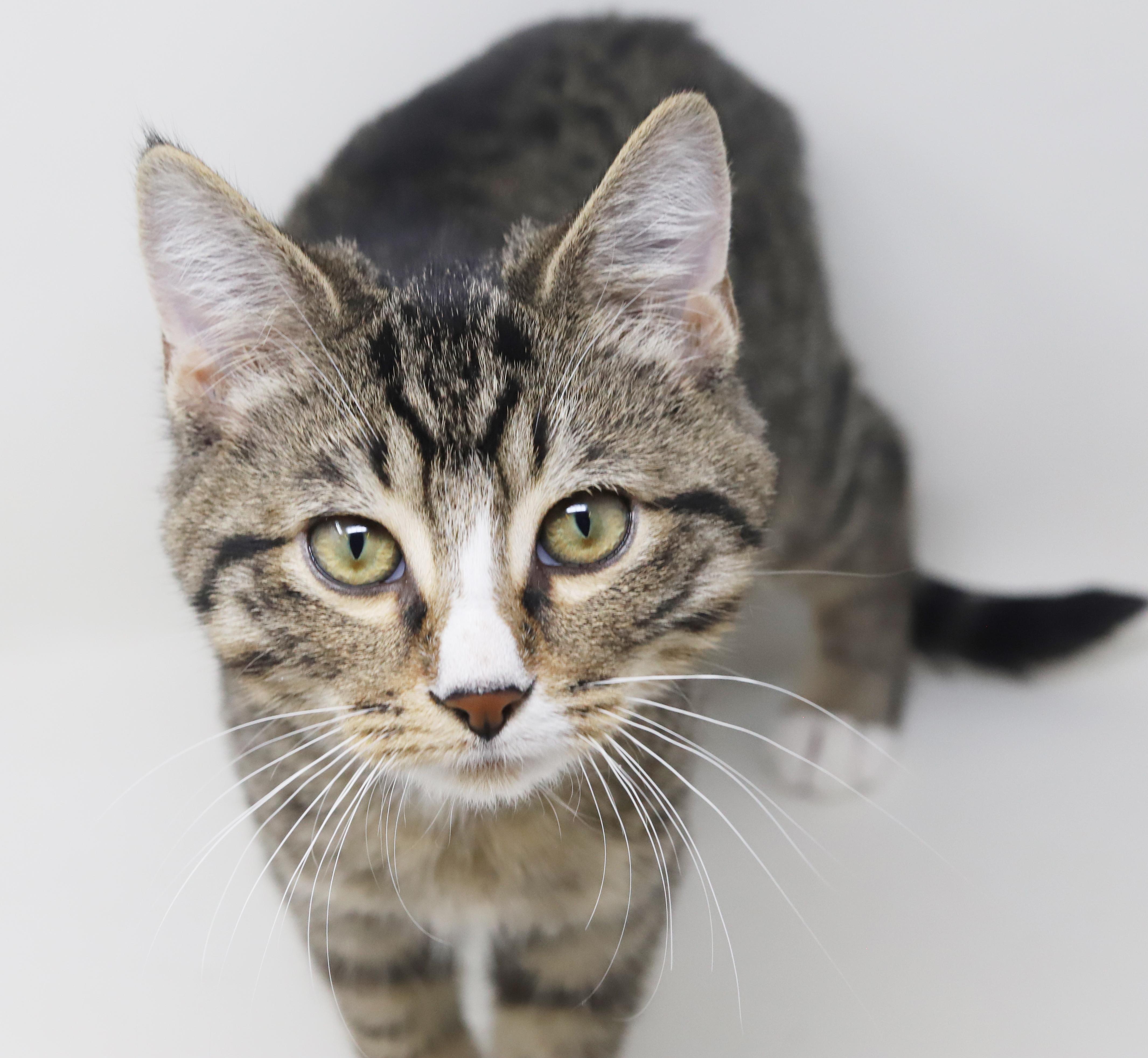 Pucker up for kisses from Pucker!  He's a lover x 10000000!, Adoptable, Kitten Male Tabby & Bengal.