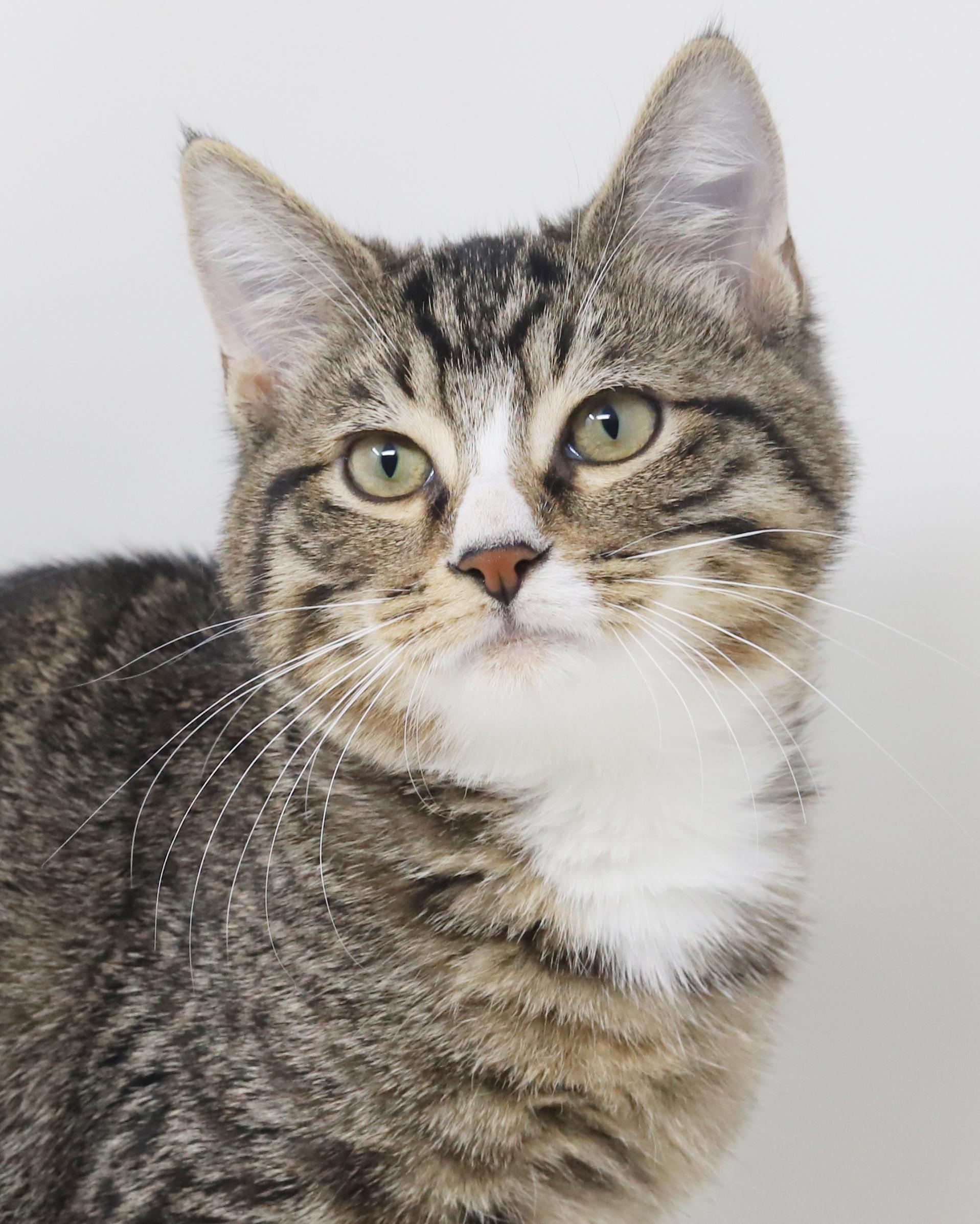 Enlarge Pucker up for kisses from Pucker!  He's a lover x 10000000!, a Adoptable mixed breed in Bedford Hills, NY image 4/6