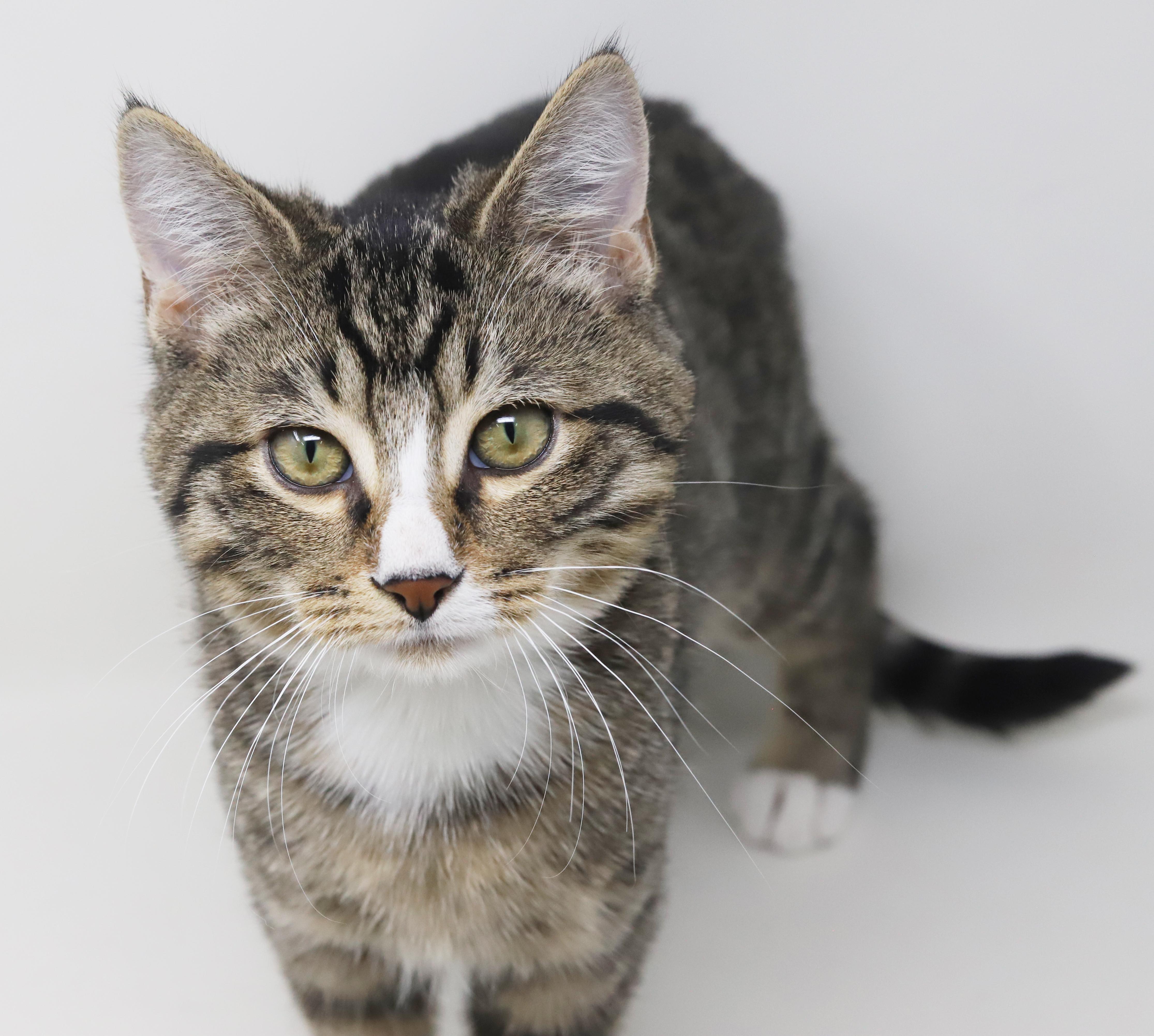 Enlarge Pucker up for kisses from Pucker!  He's a lover x 10000000!, a Adoptable mixed breed in Bedford Hills, NY image 5/6