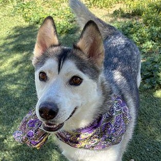 Enlarge Noelle, a Adopted Husky in Portland, OR image 2/3