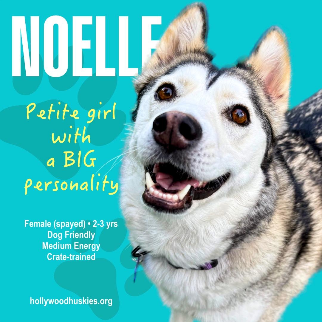 Noelle, Adopted, Adult Female Husky.