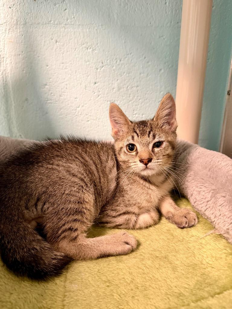 Enlarge Orion, a Adoptable mixed breed in Cape Coral, FL image 1/1