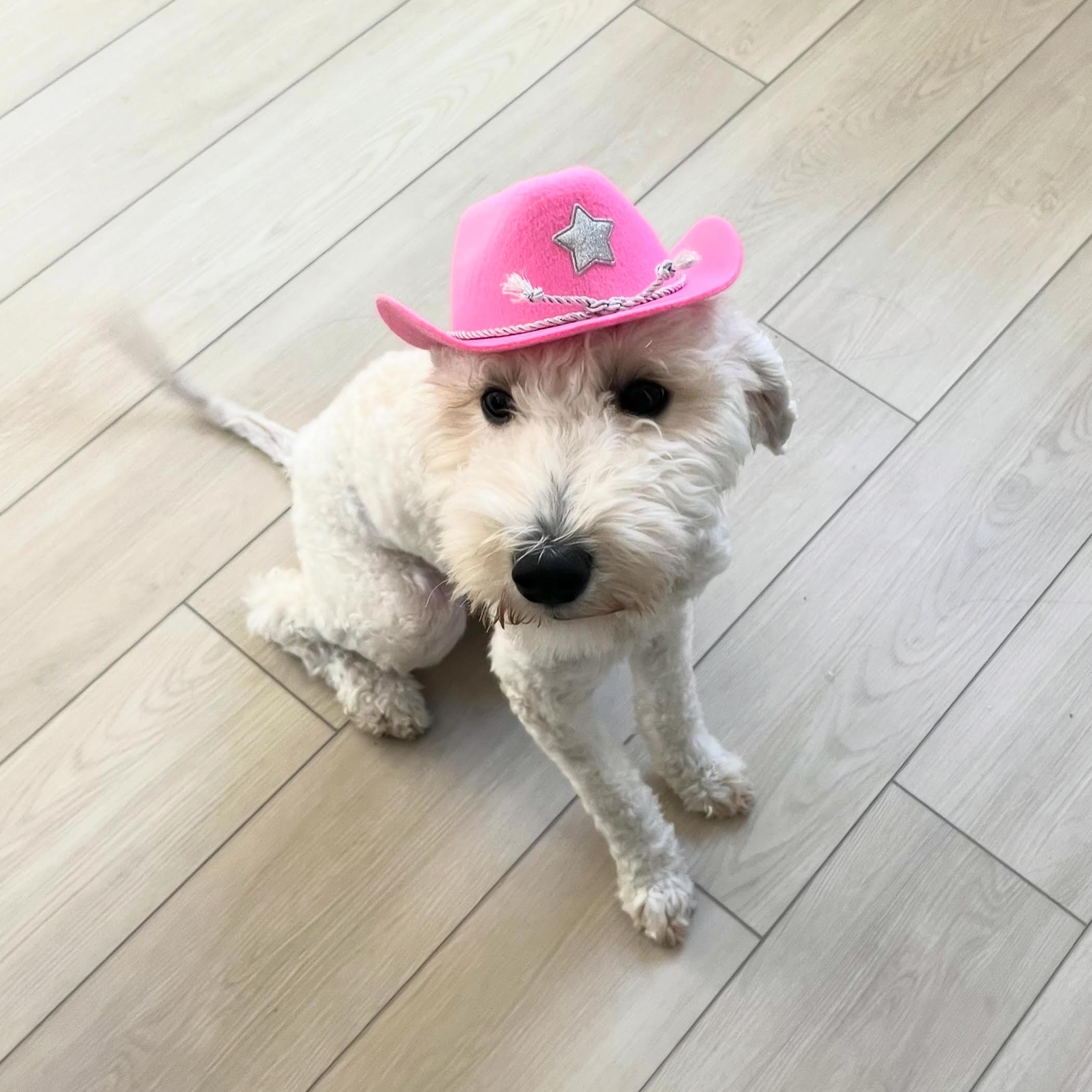 Penny, an adopted Labradoodle in Las Vegas, NV image 4/4