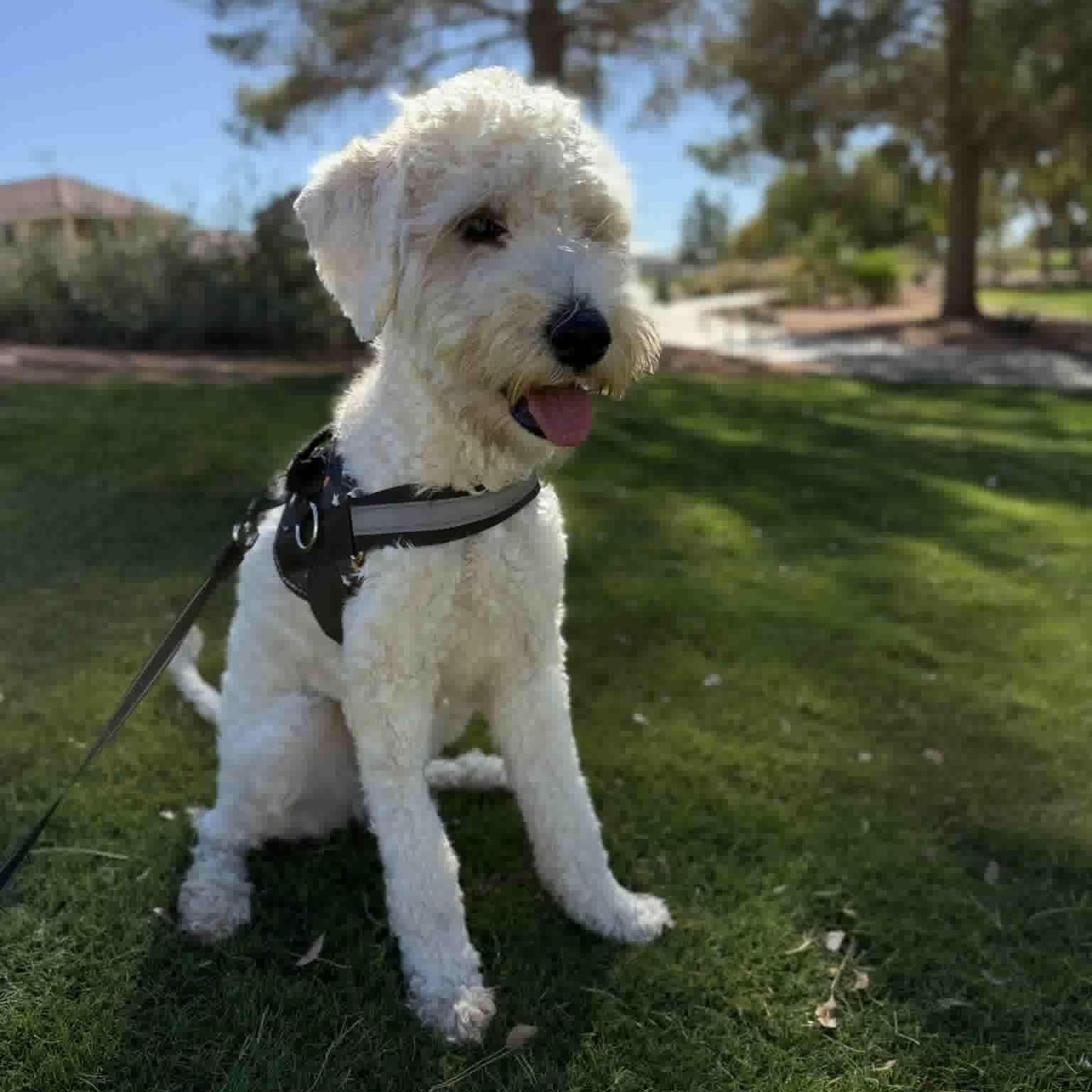 Penny, an adopted Labradoodle in Las Vegas, NV image 2/4
