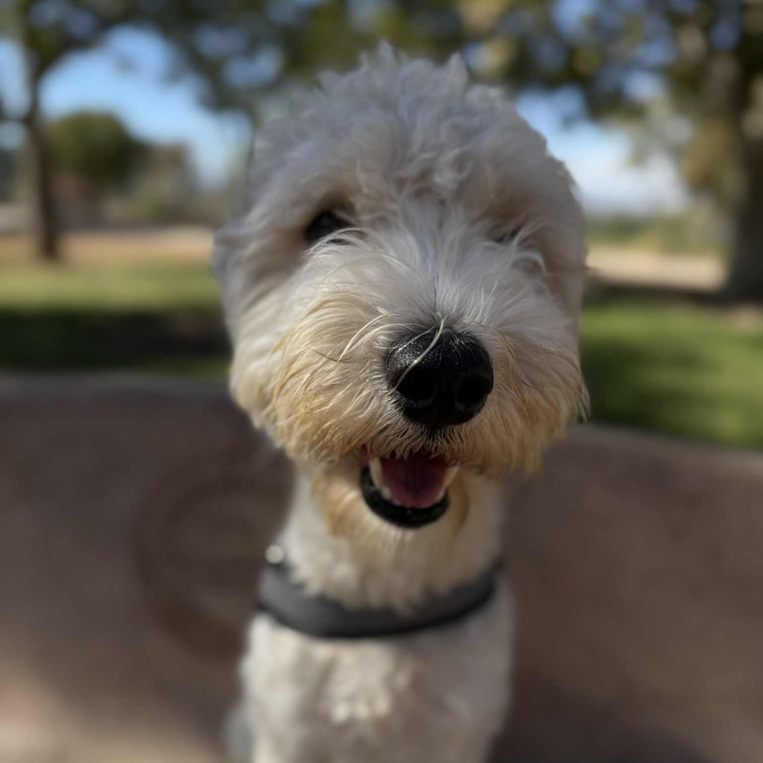 Penny, an adopted Labradoodle in Las Vegas, NV image 3/4