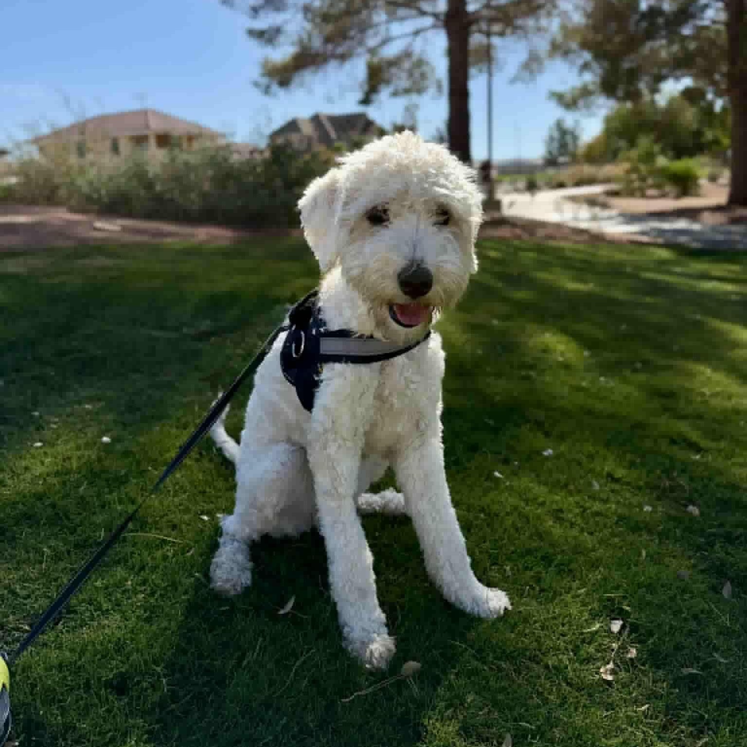Penny, an adopted Labradoodle in Las Vegas, NV image 1/4
