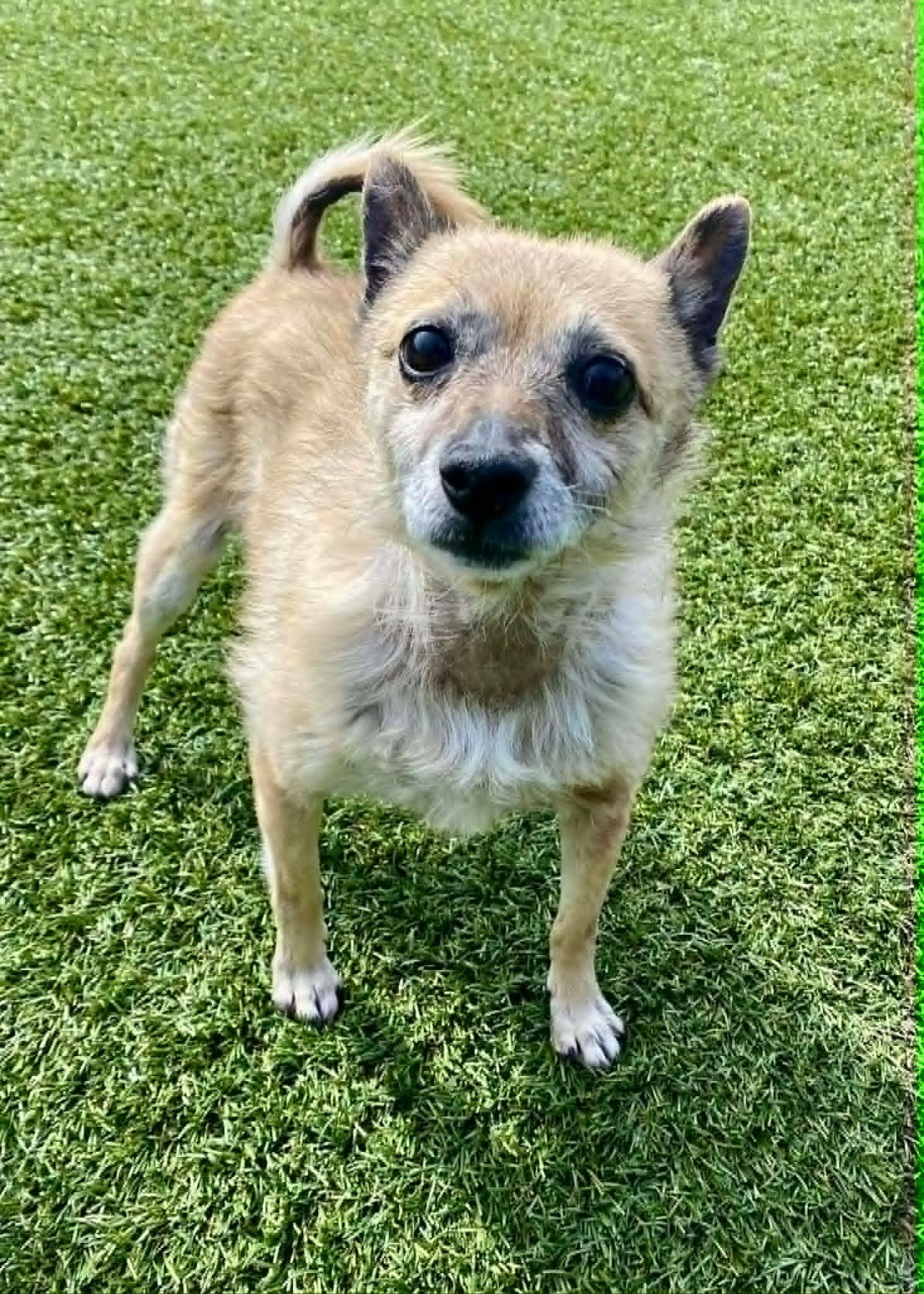 Ed, adopted, Senior Male Terrier.
