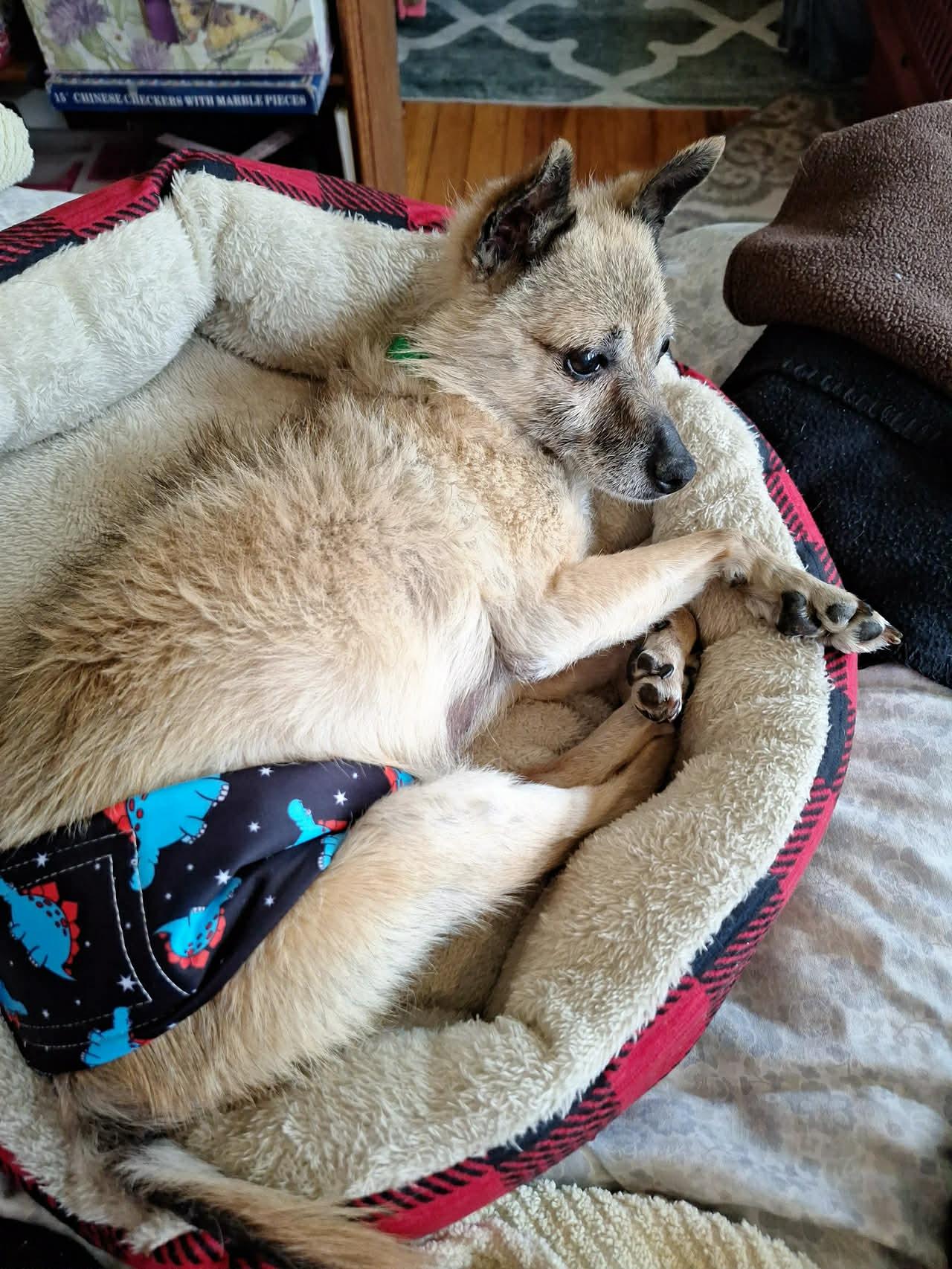 Enlarge Ed, an adopted Terrier in Independence, MO image 4/5