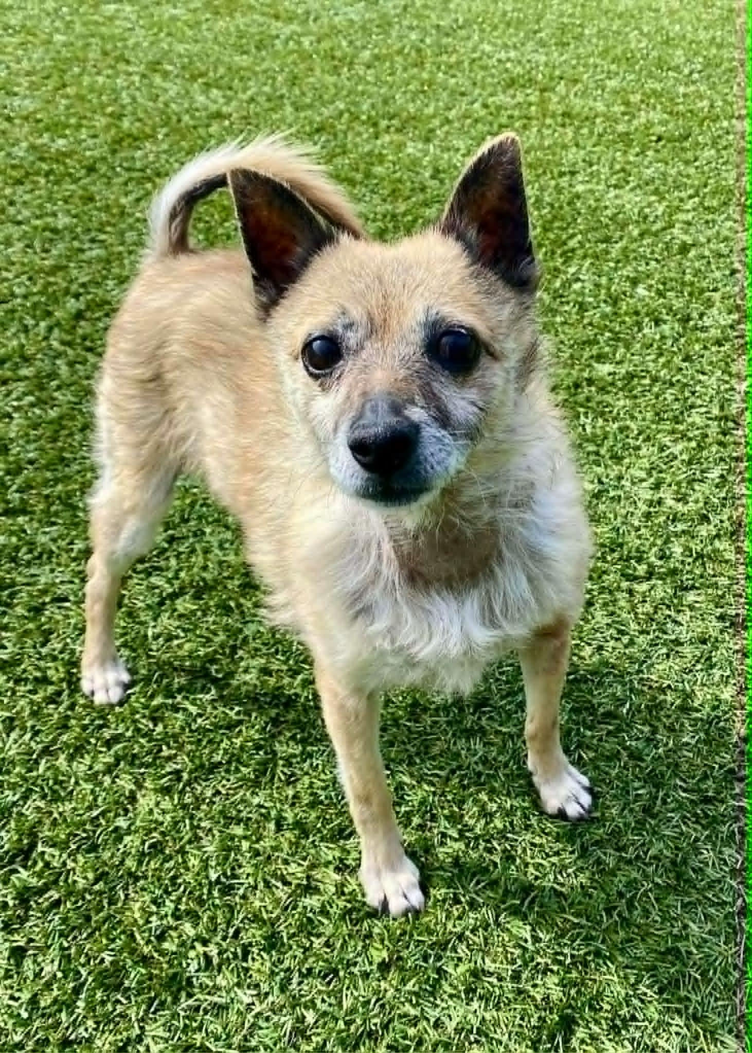 Enlarge Ed, an adopted Terrier in Independence, MO image 3/5