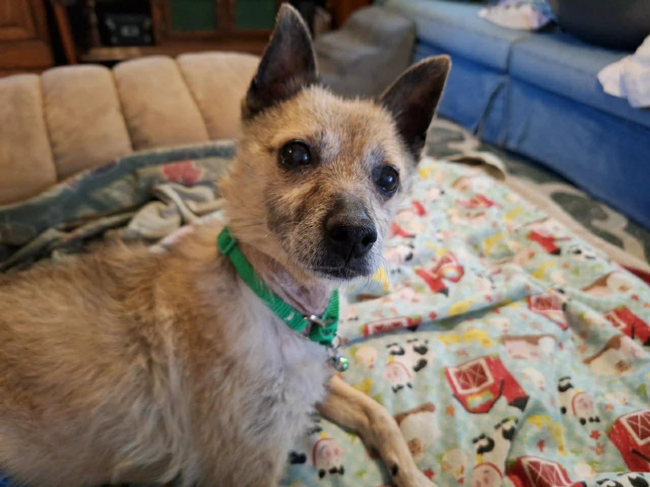 Enlarge Ed, an adopted Terrier in Independence, MO image 2/5