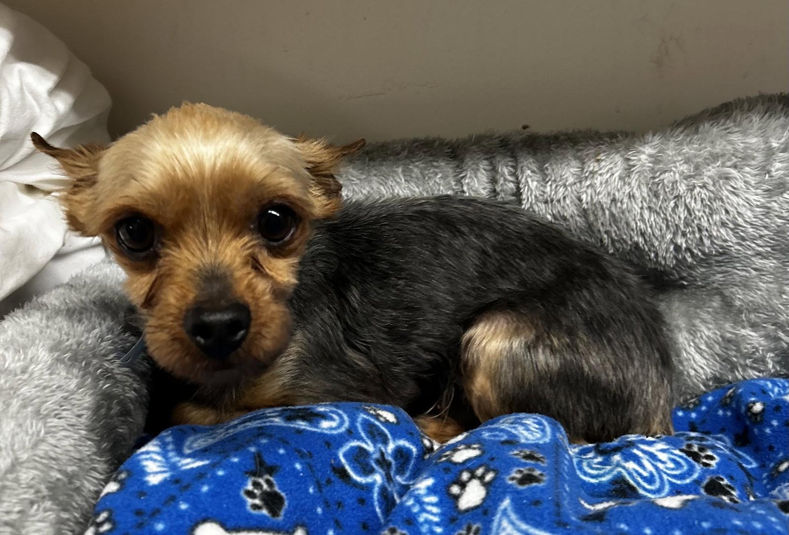 Enlarge Rajah Mar 26 - PHOTOS + DESCRIPTIPON, a Adopted Yorkshire Terrier in Pacolet, SC image 2/2