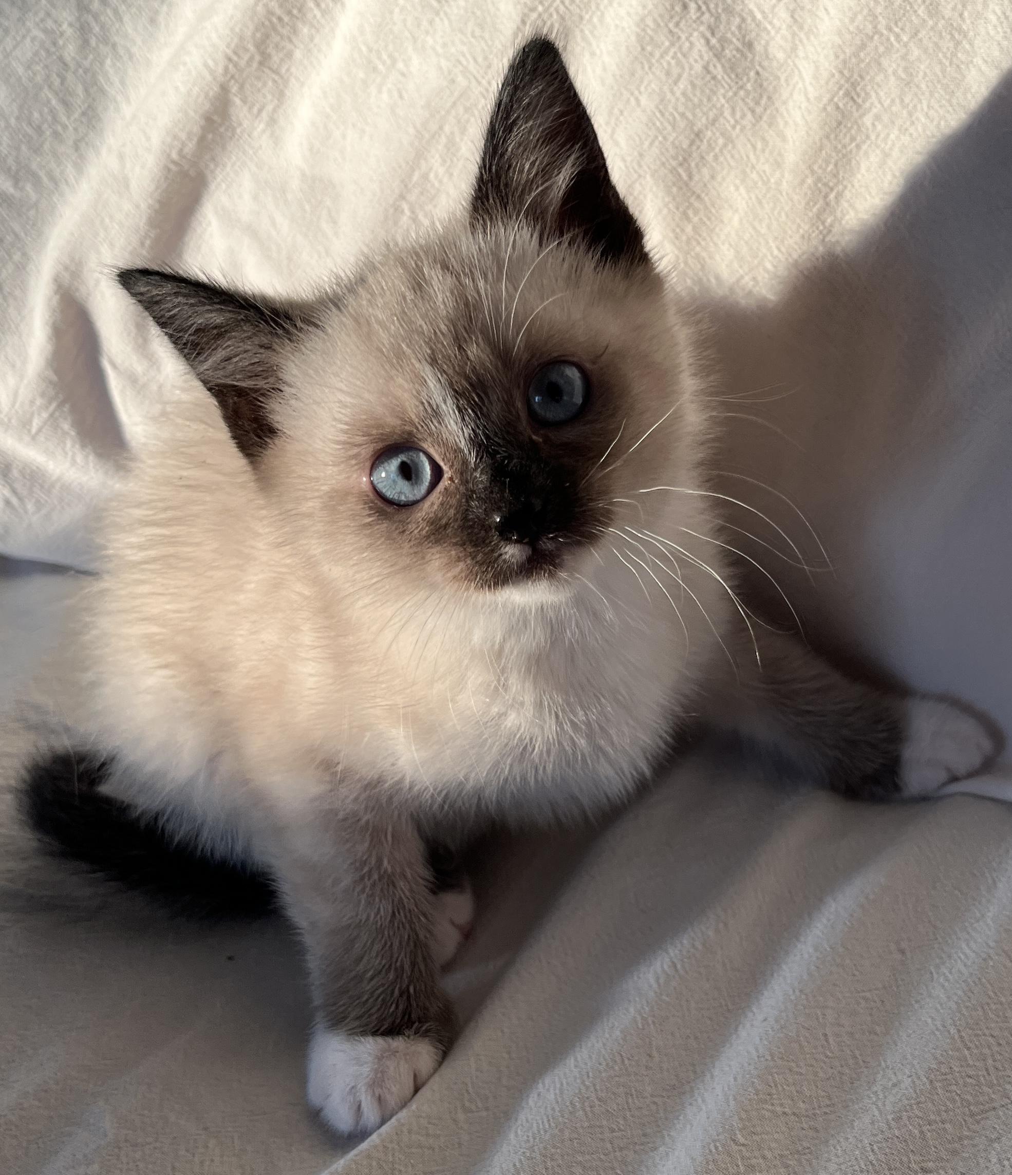 Candace, adopted, Kitten Female Snowshoe & Domestic Short Hair.
