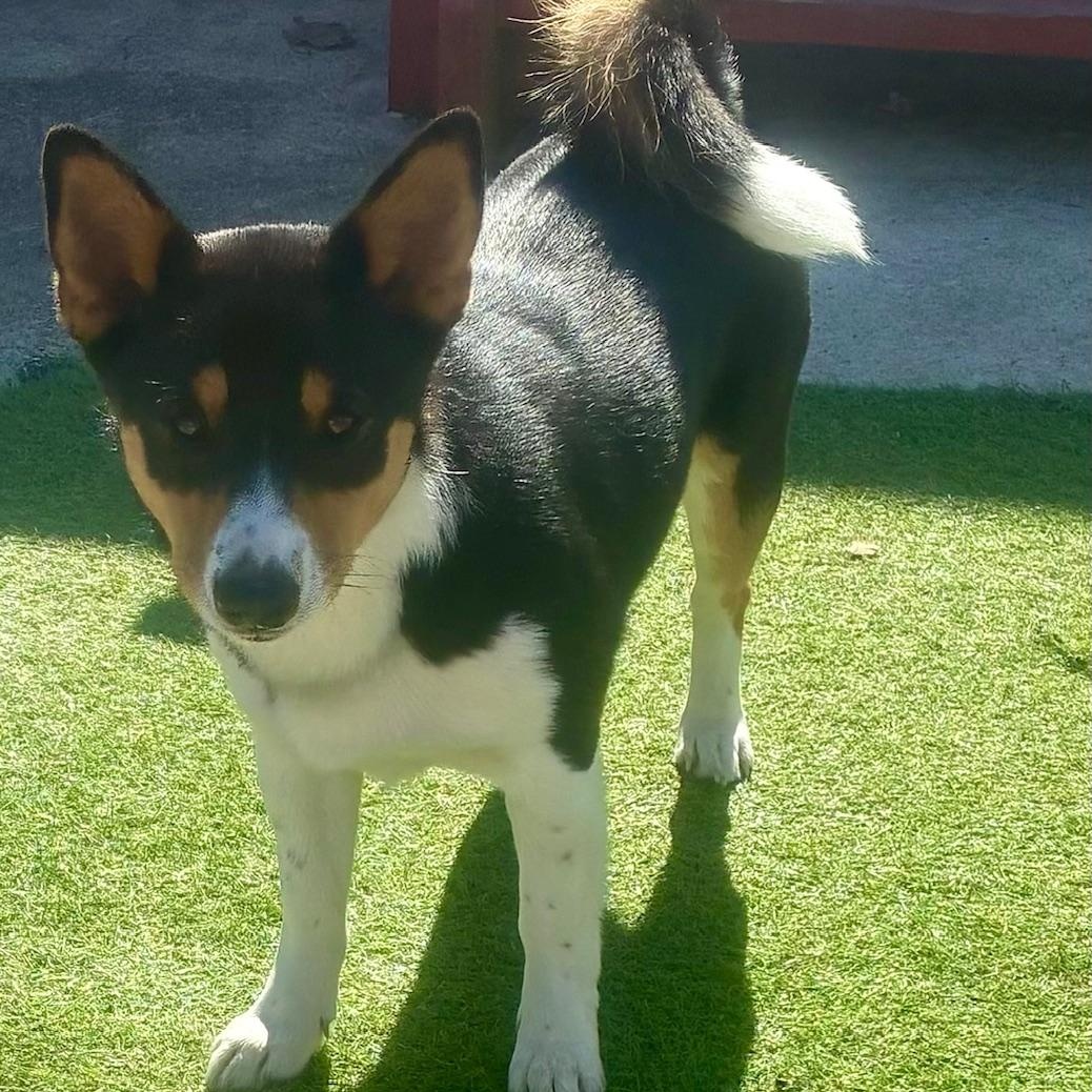 Enlarge Bandit, an adopted mixed breed in Richboro, PA image 2/2