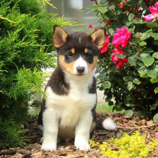 Bandit, adopted, Young Male Shiba Inu & Corgi.