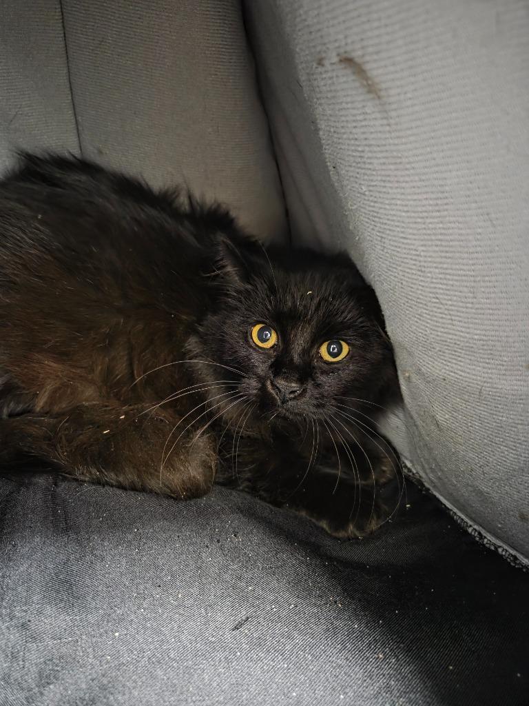 Enlarge Virginia, a Adoptable mixed breed in Brookings, OR image 1/1