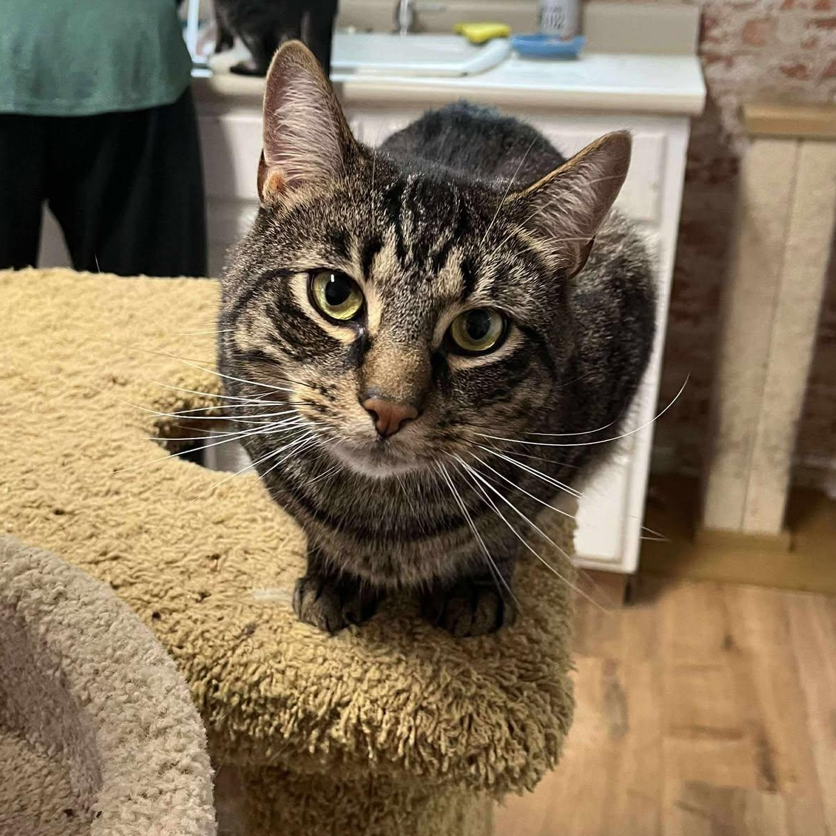 Enlarge Matteo, a Adoptable Tabby in Huntington, NY image 1/5