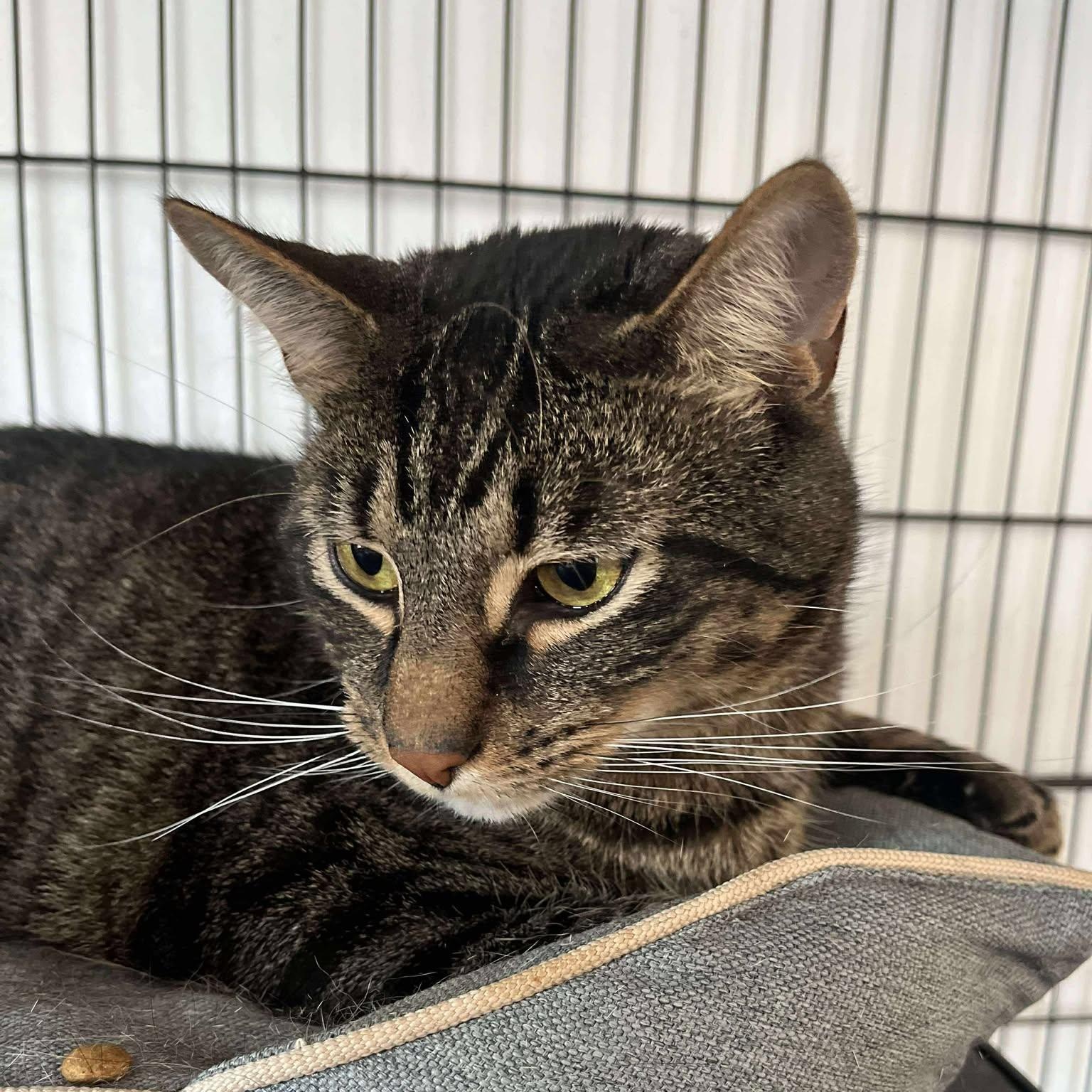 Enlarge Matteo, a Adoptable Tabby in Huntington, NY image 3/5