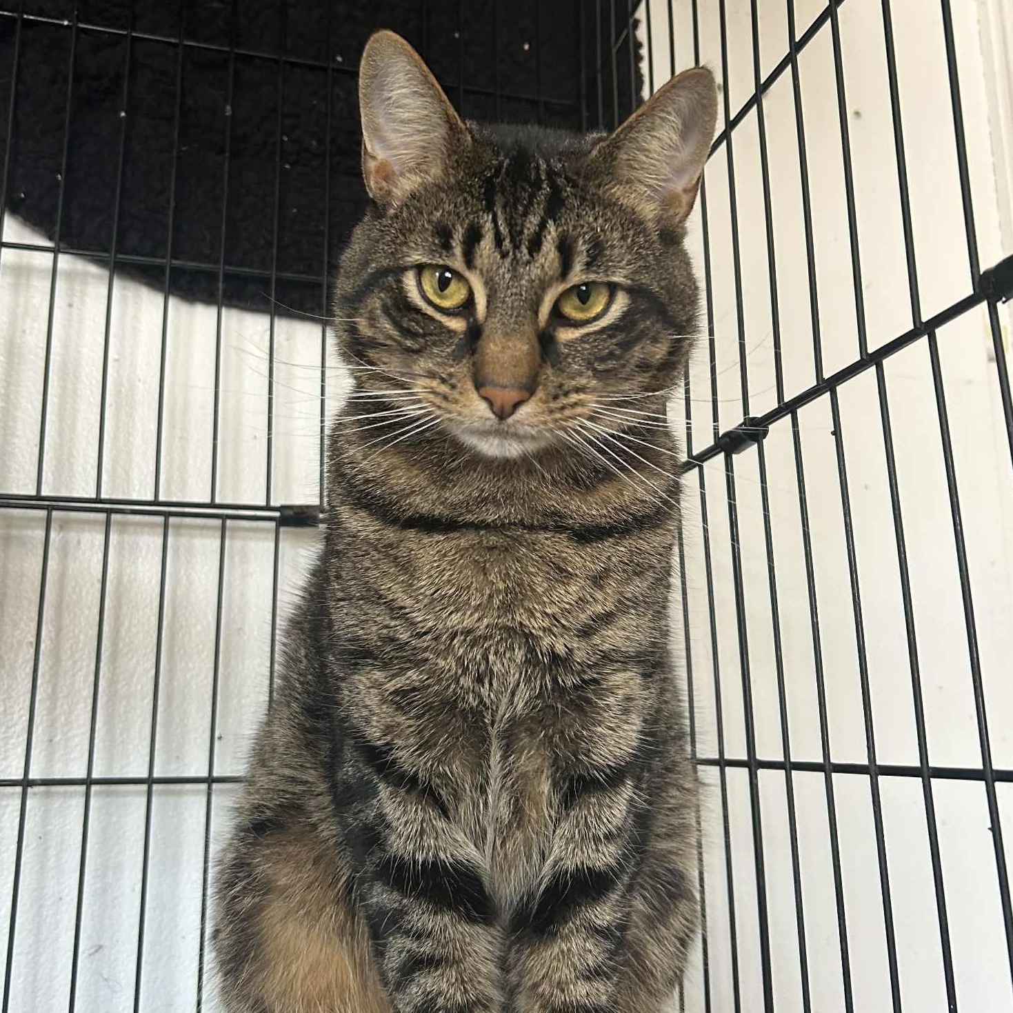 Enlarge Matteo, a Adoptable Tabby in Huntington, NY image 4/5