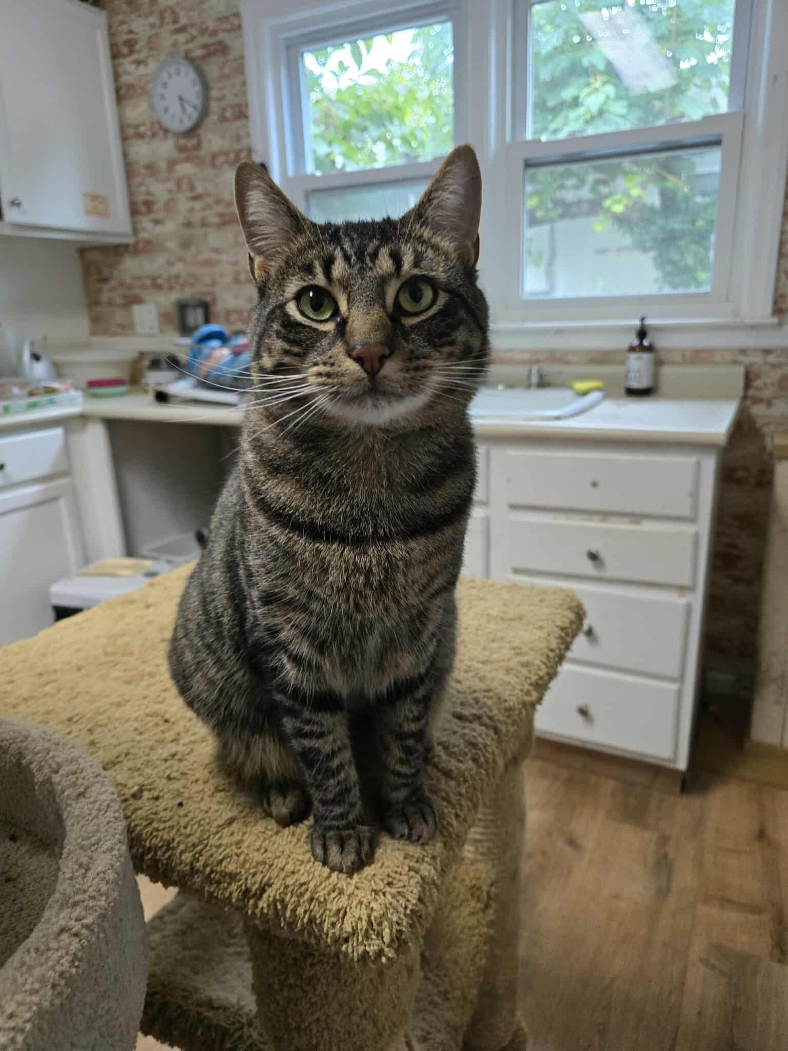 Enlarge Matteo, a Adoptable Tabby in Huntington, NY image 5/5