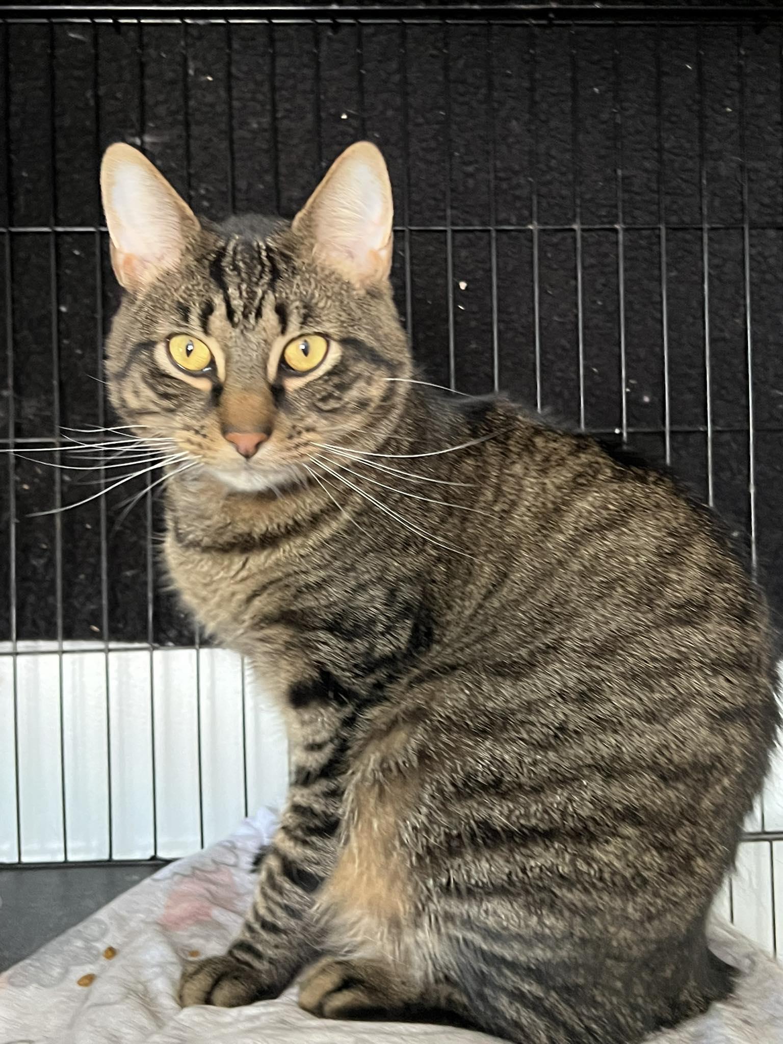 Matteo, Adult Male Tabby