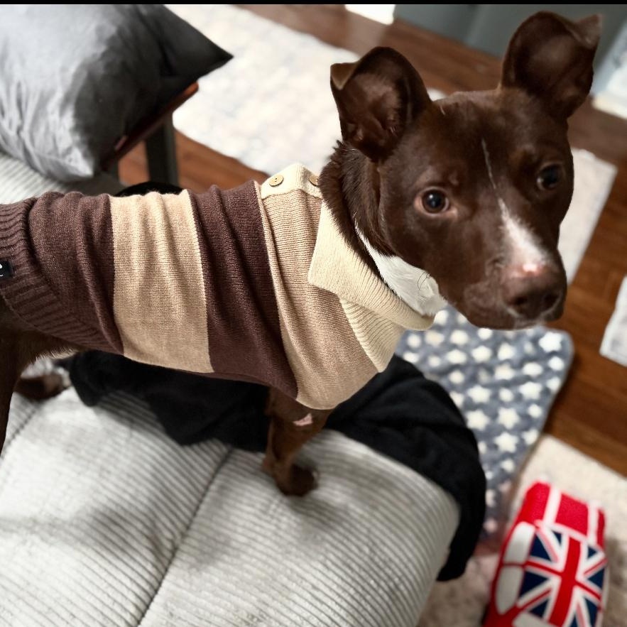 Bento, Adoptable, Young Male Pit Bull Terrier.