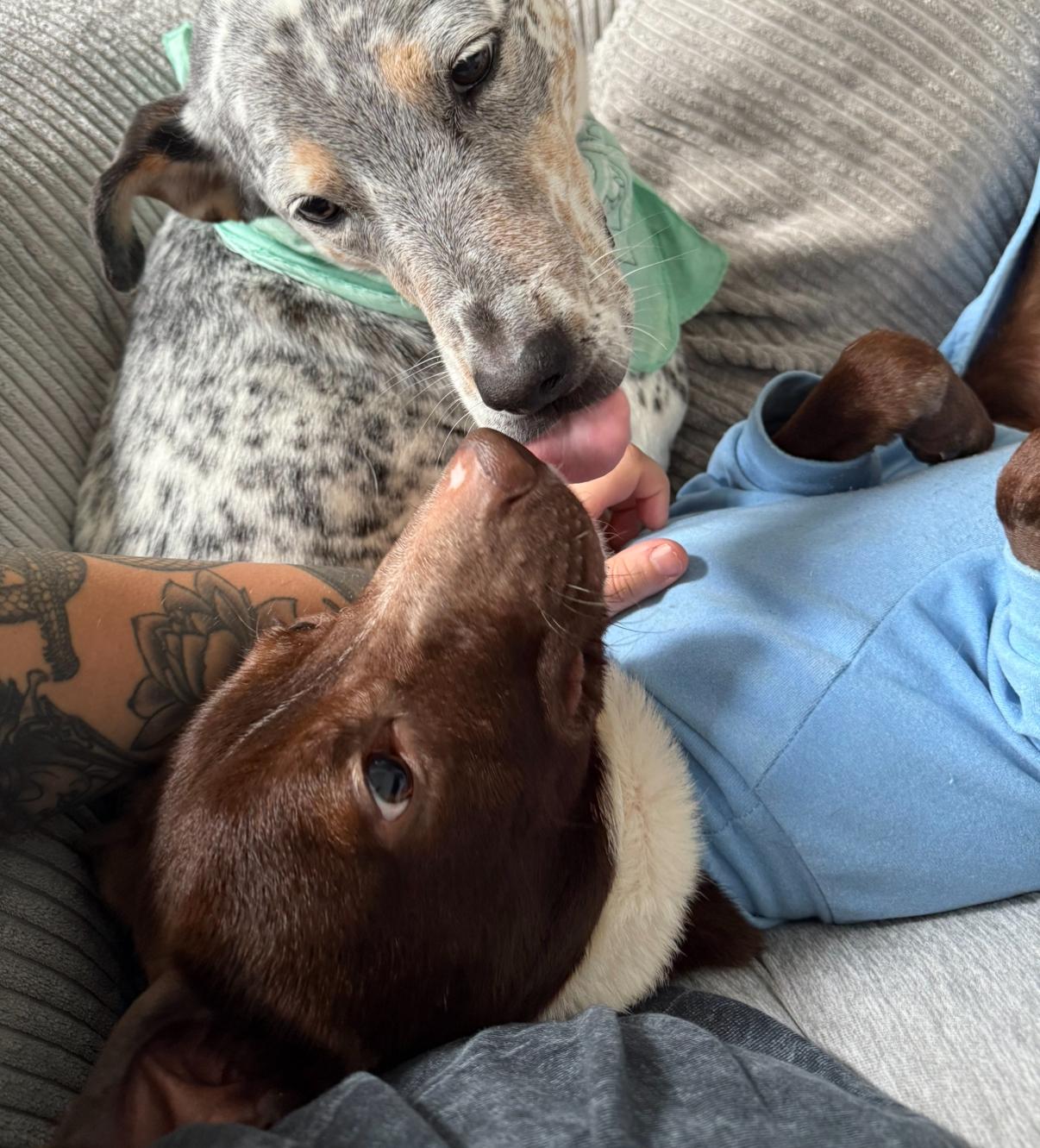 Enlarge Bento, a Adoptable mixed breed in Grayson, GA image 4/6