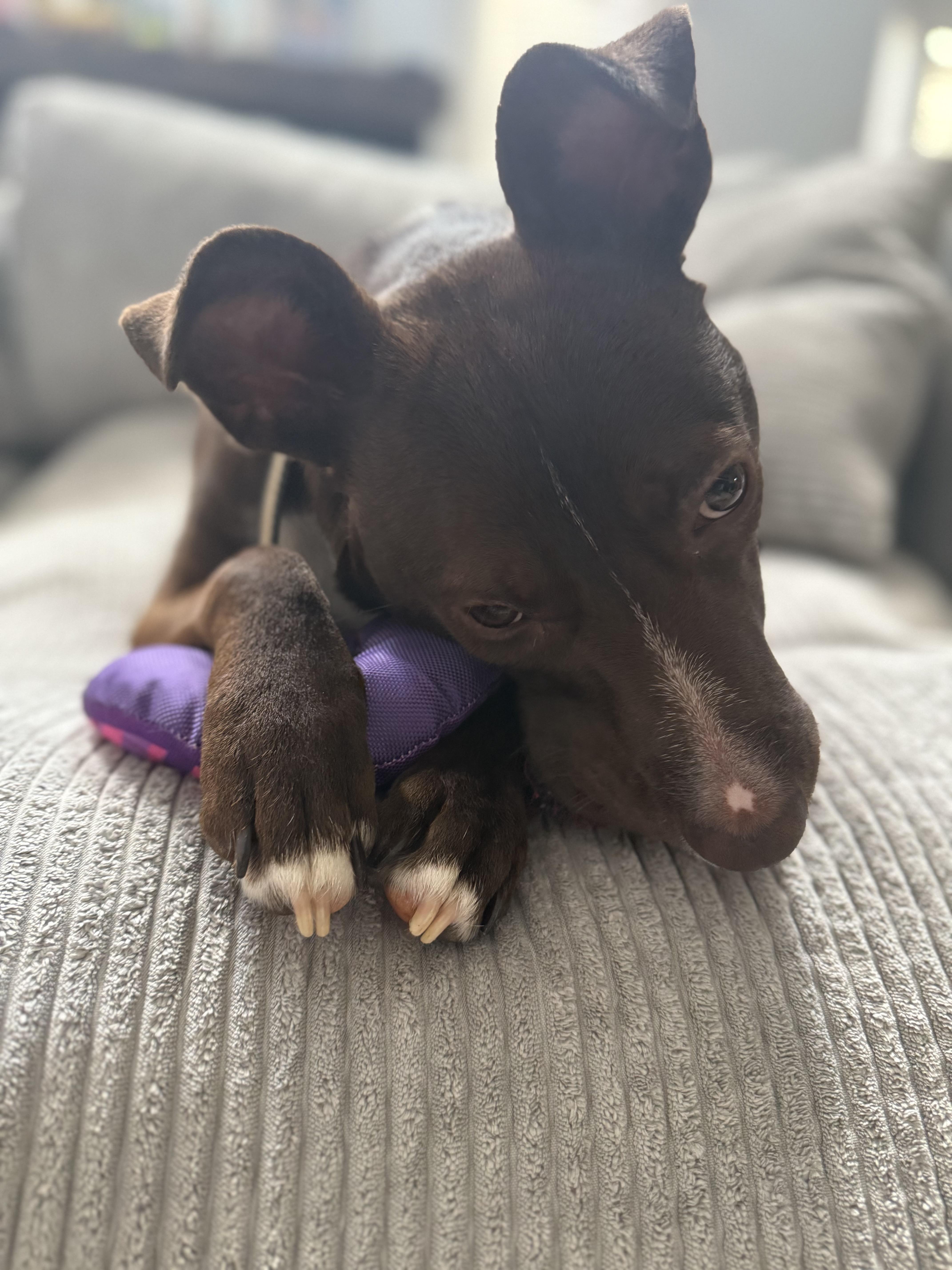 Enlarge Bento, a Adoptable mixed breed in Grayson, GA image 2/6