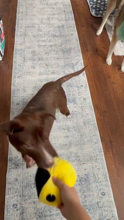 Enlarge Bento, a Adoptable mixed breed in Grayson, GA video 5/6