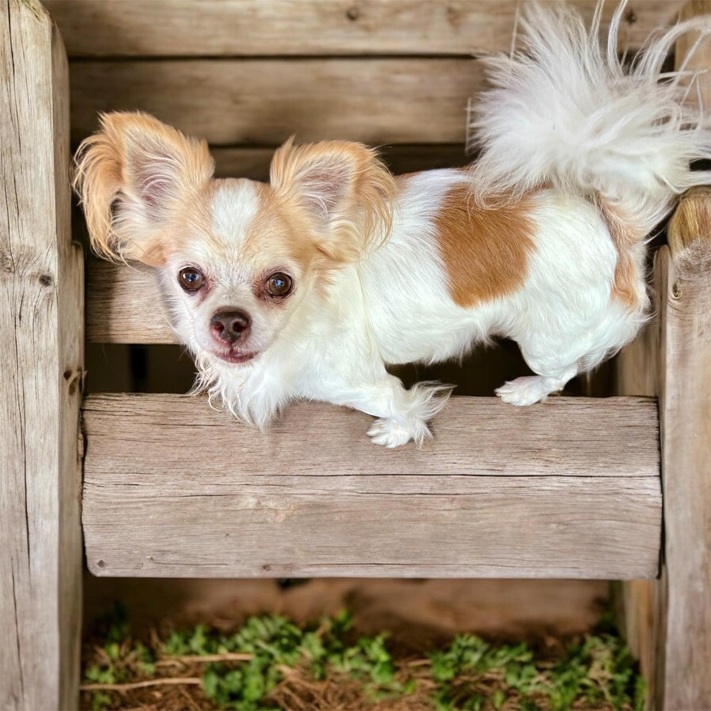 Enlarge Pedro, an adopted Chihuahua in Hartwell, GA image 1/1