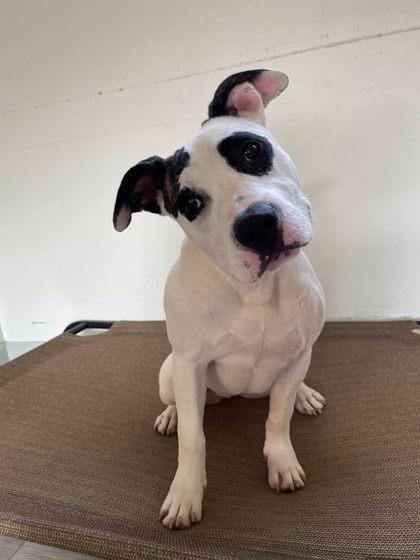 Luna, a Adoptable mixed breed in South Bend, IN image 1/3