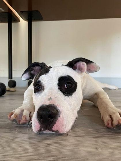 Luna, a Adoptable mixed breed in South Bend, IN image 3/3