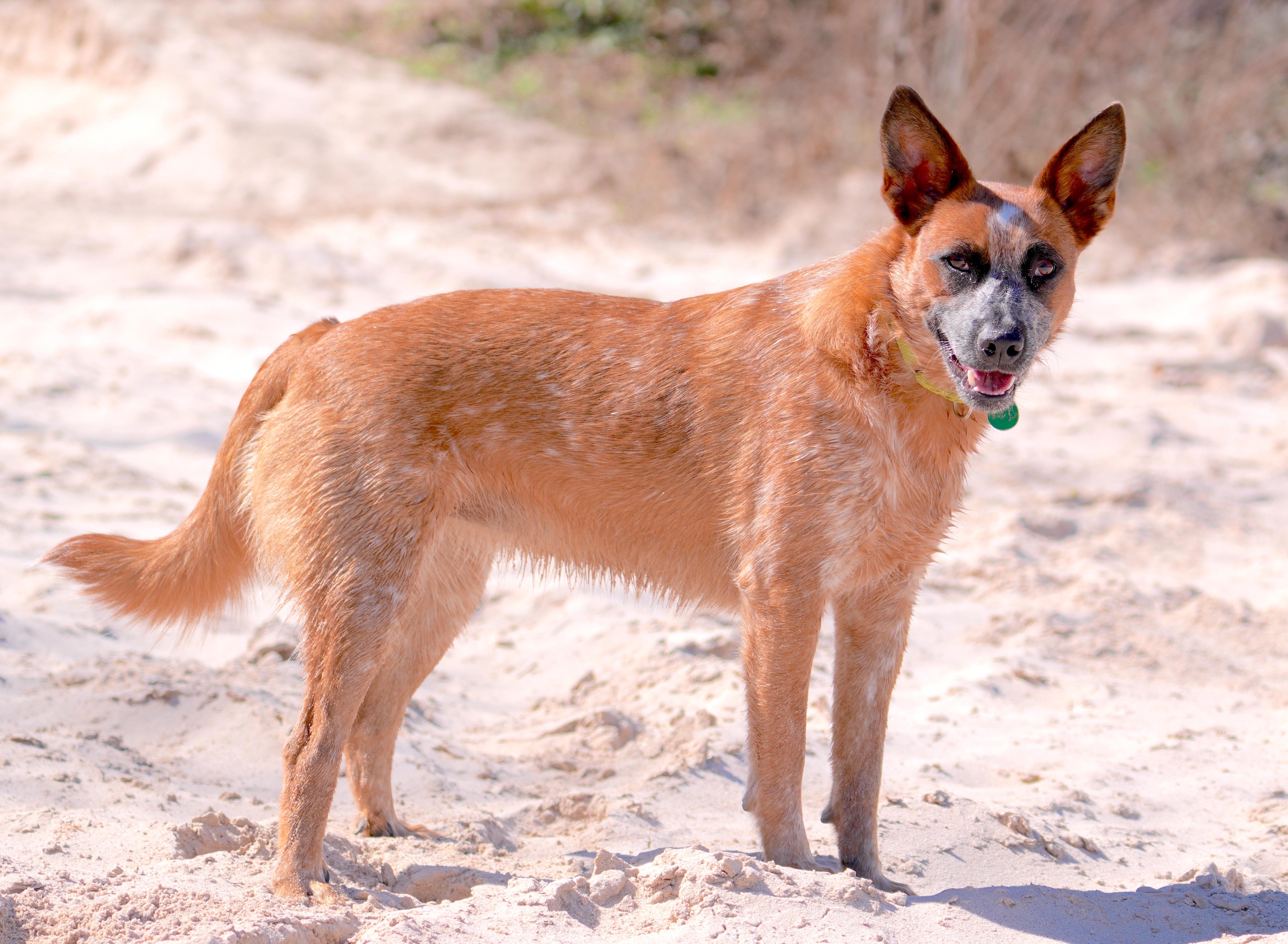 Enlarge BAMBI (video to view), a Adoptable Australian Cattle Dog / Blue Heeler in Kingwood, TX image 2/6