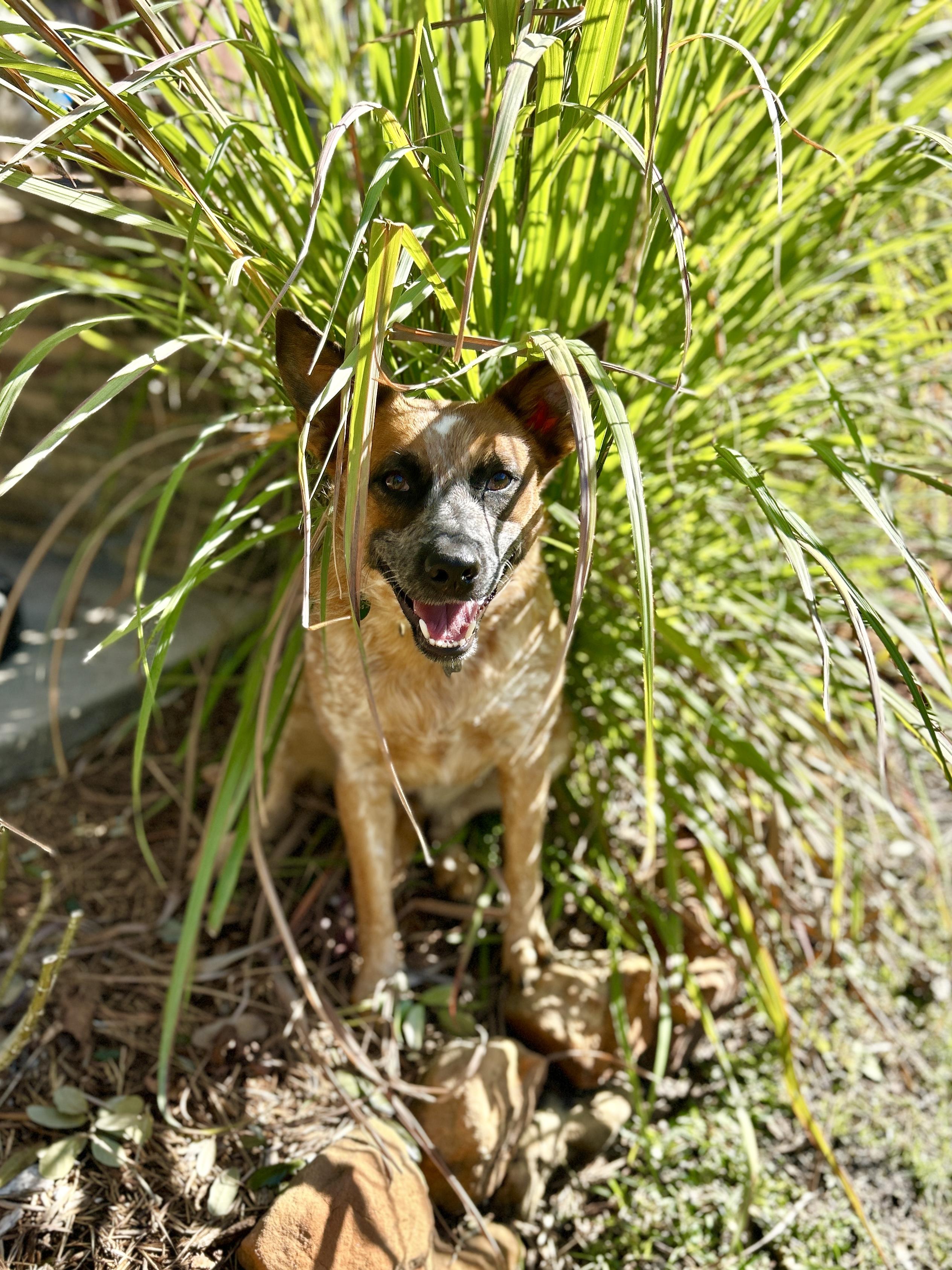 Enlarge BAMBI (video to view), a Adoptable Australian Cattle Dog / Blue Heeler in Kingwood, TX image 3/6