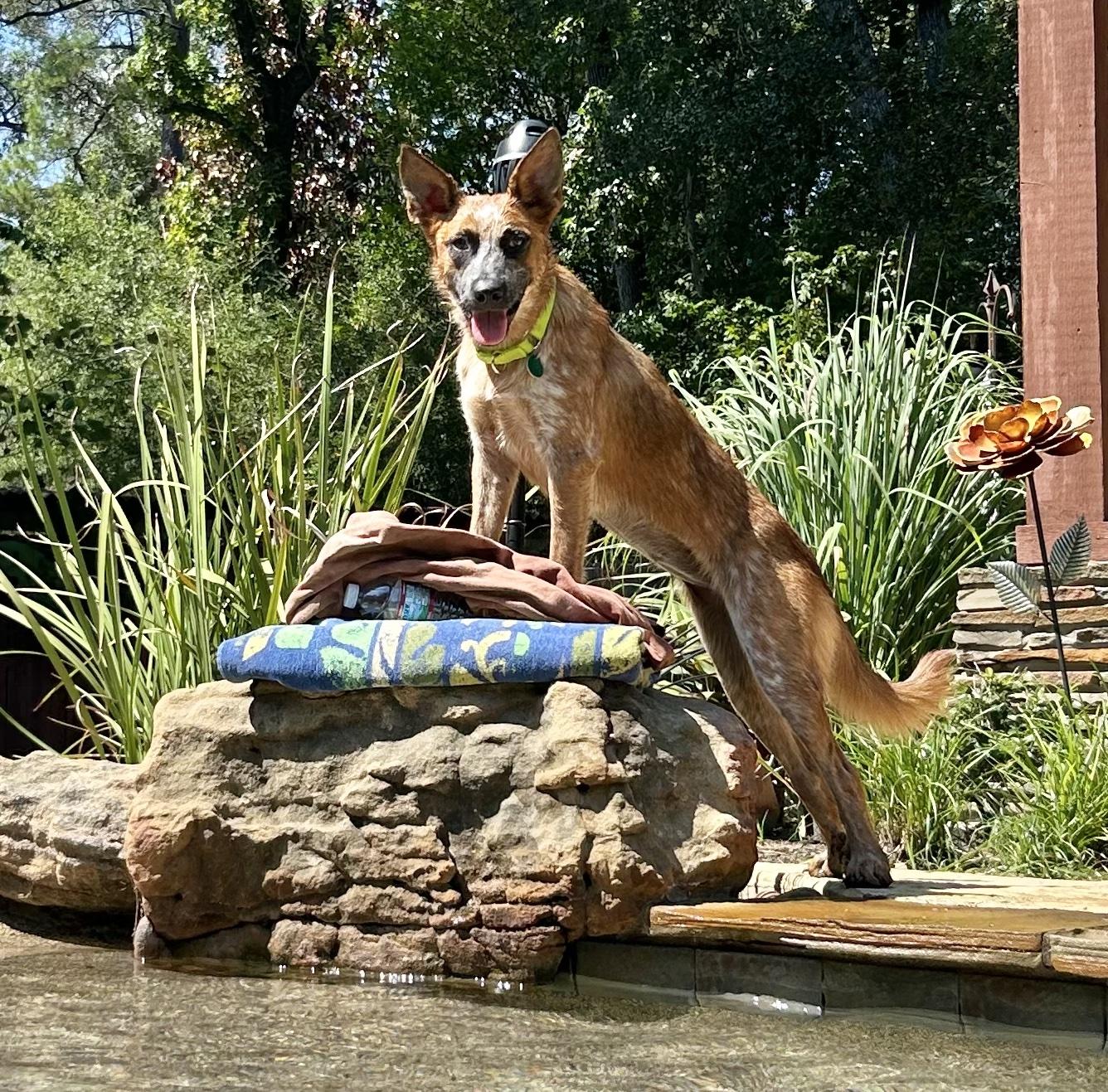 Enlarge BAMBI (video to view), a Adoptable Australian Cattle Dog / Blue Heeler in Kingwood, TX image 4/6