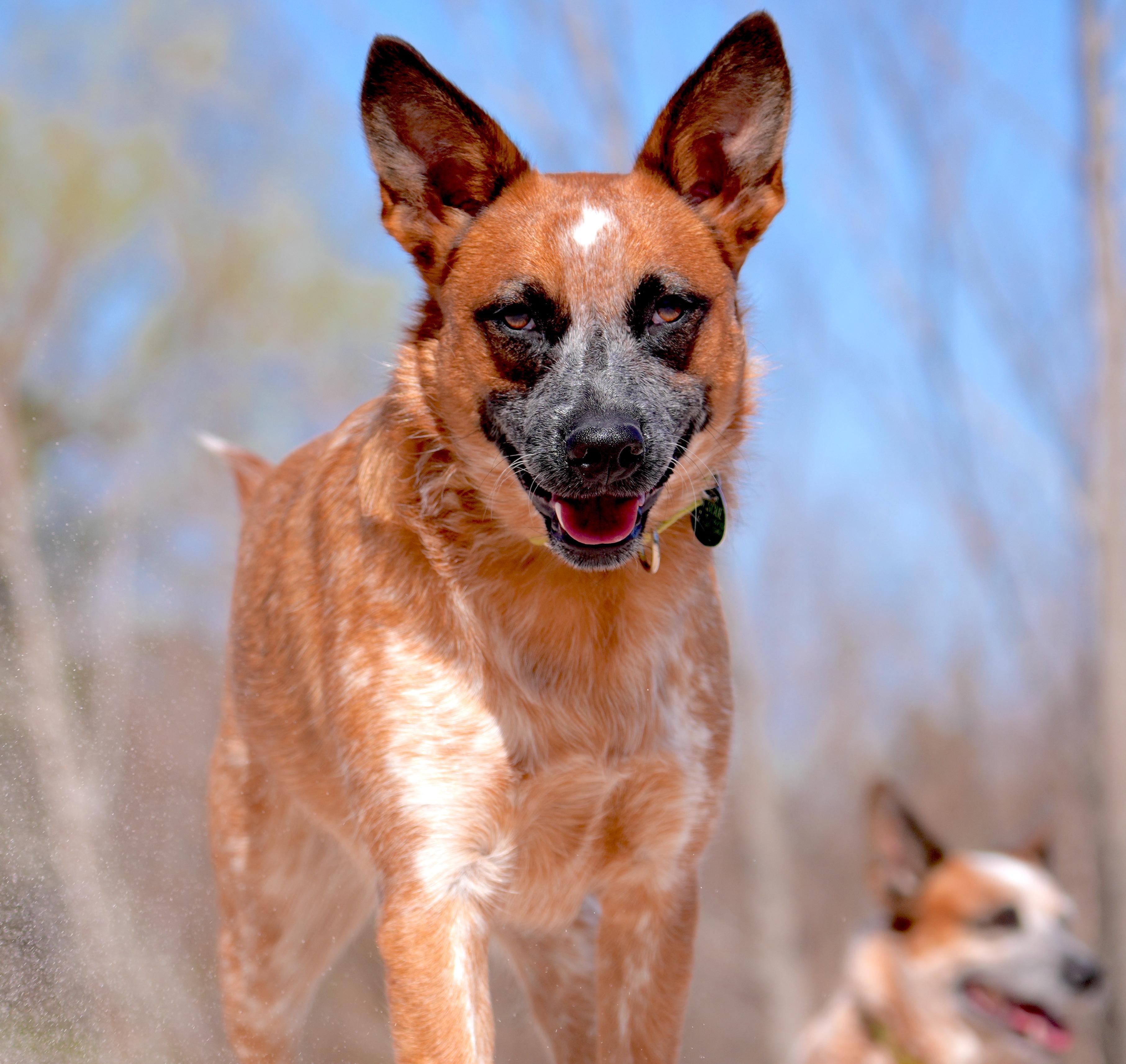 Enlarge BAMBI (video to view), a Adoptable Australian Cattle Dog / Blue Heeler in Kingwood, TX image 5/6