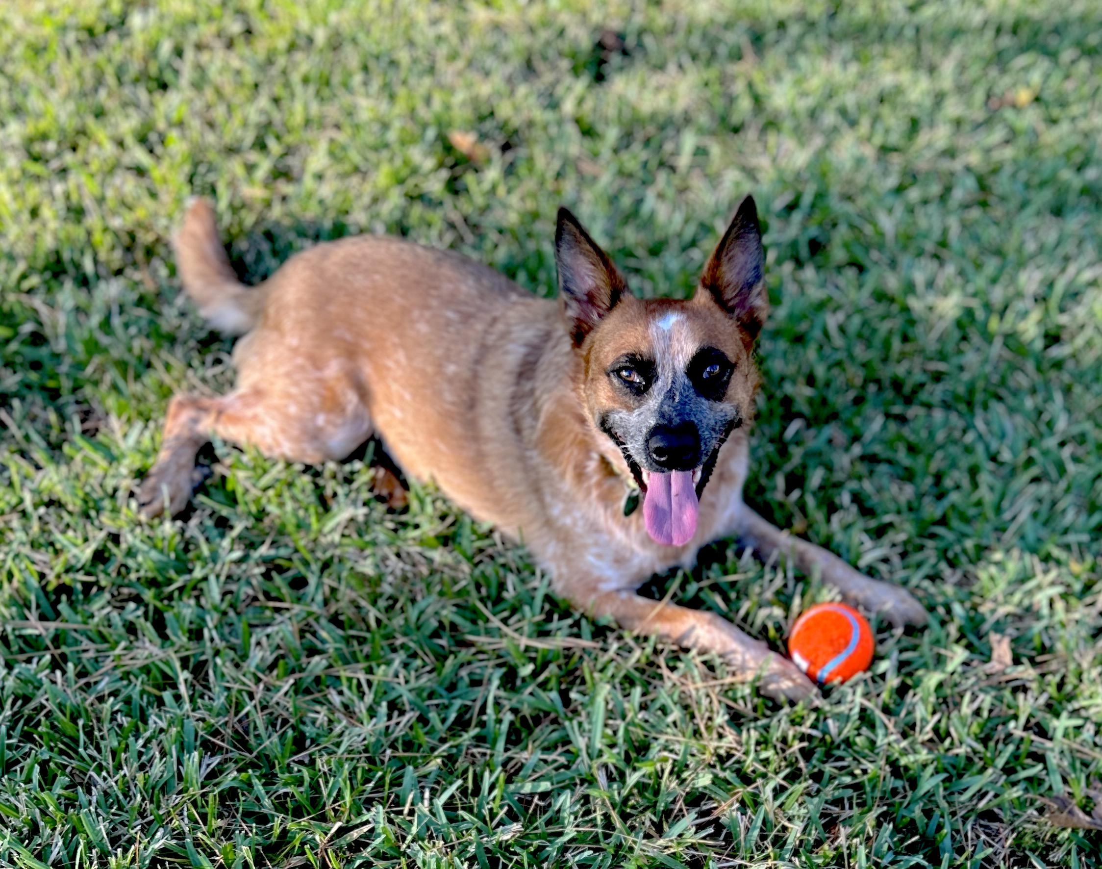 BAMBI (video to view), Adoptable, Young Female Australian Cattle Dog / Blue Heeler.