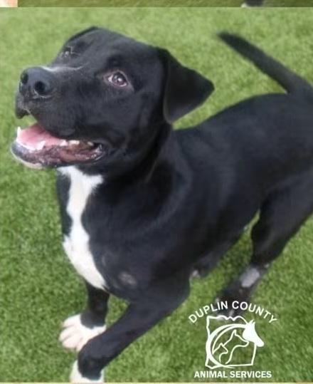 Enlarge Abel, a Adoptable mixed breed in Chesapeake, VA image 1/1