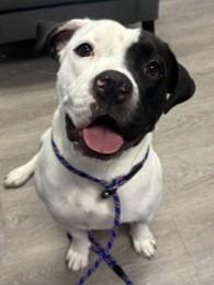 Perdita (Purdy) — thumbnail 2