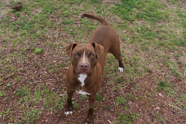 ELEANOR, Adoptable, Adult Female Pit Bull Terrier & Mixed Breed.