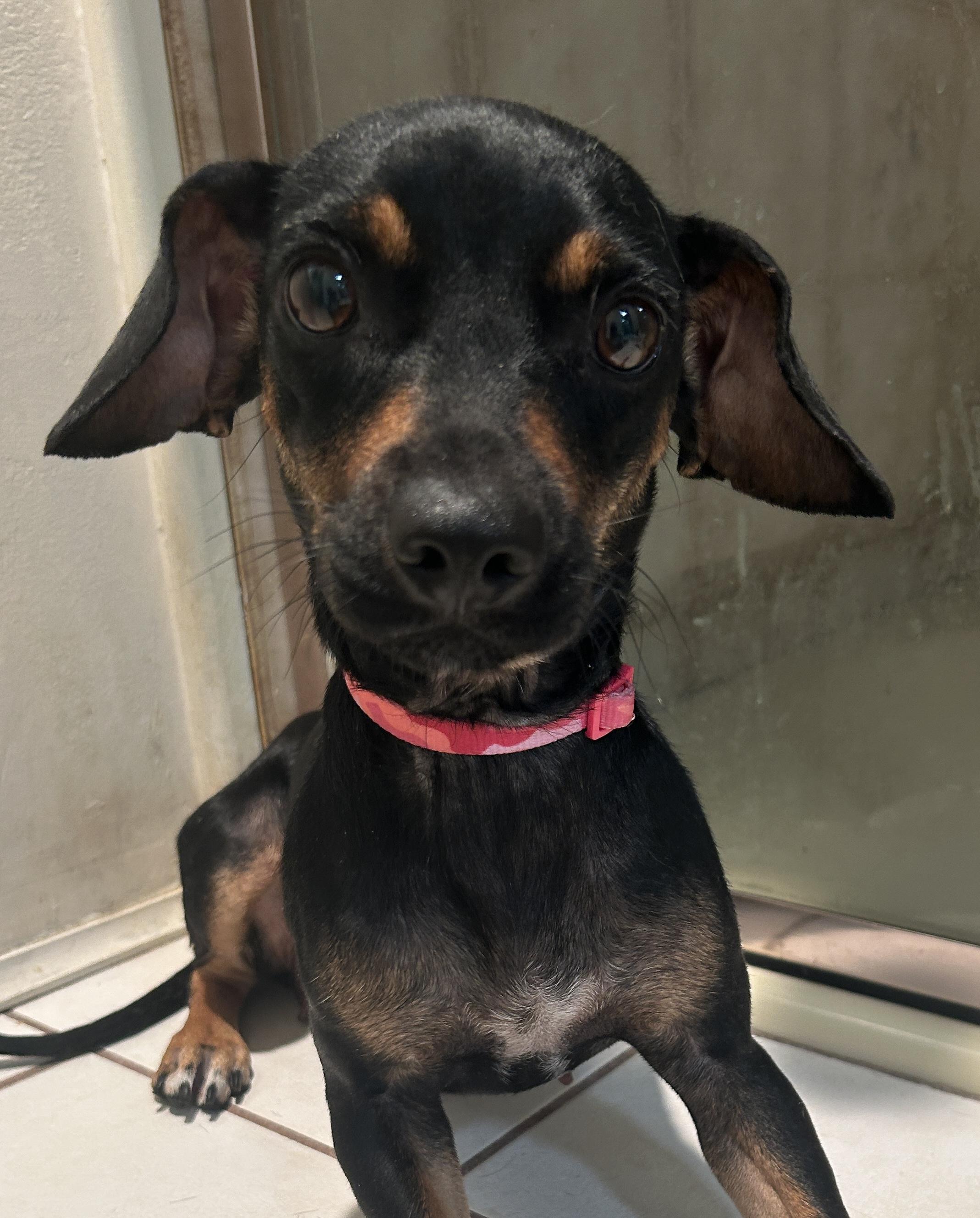 Enlarge LISA, a ADOPTABLE mixed breed in El Cajon, CA image 6/6