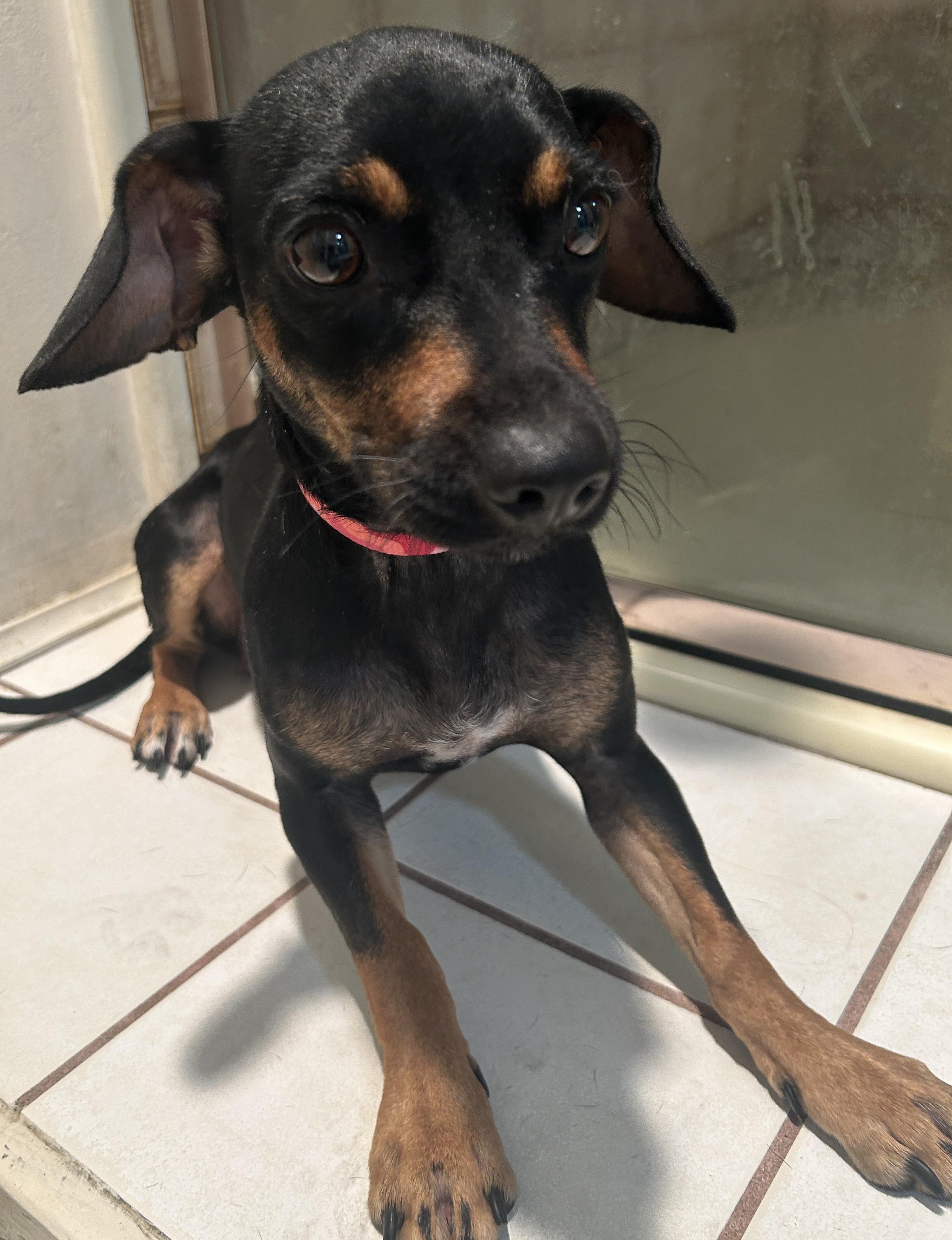 Enlarge LISA, a ADOPTABLE mixed breed in El Cajon, CA image 2/6