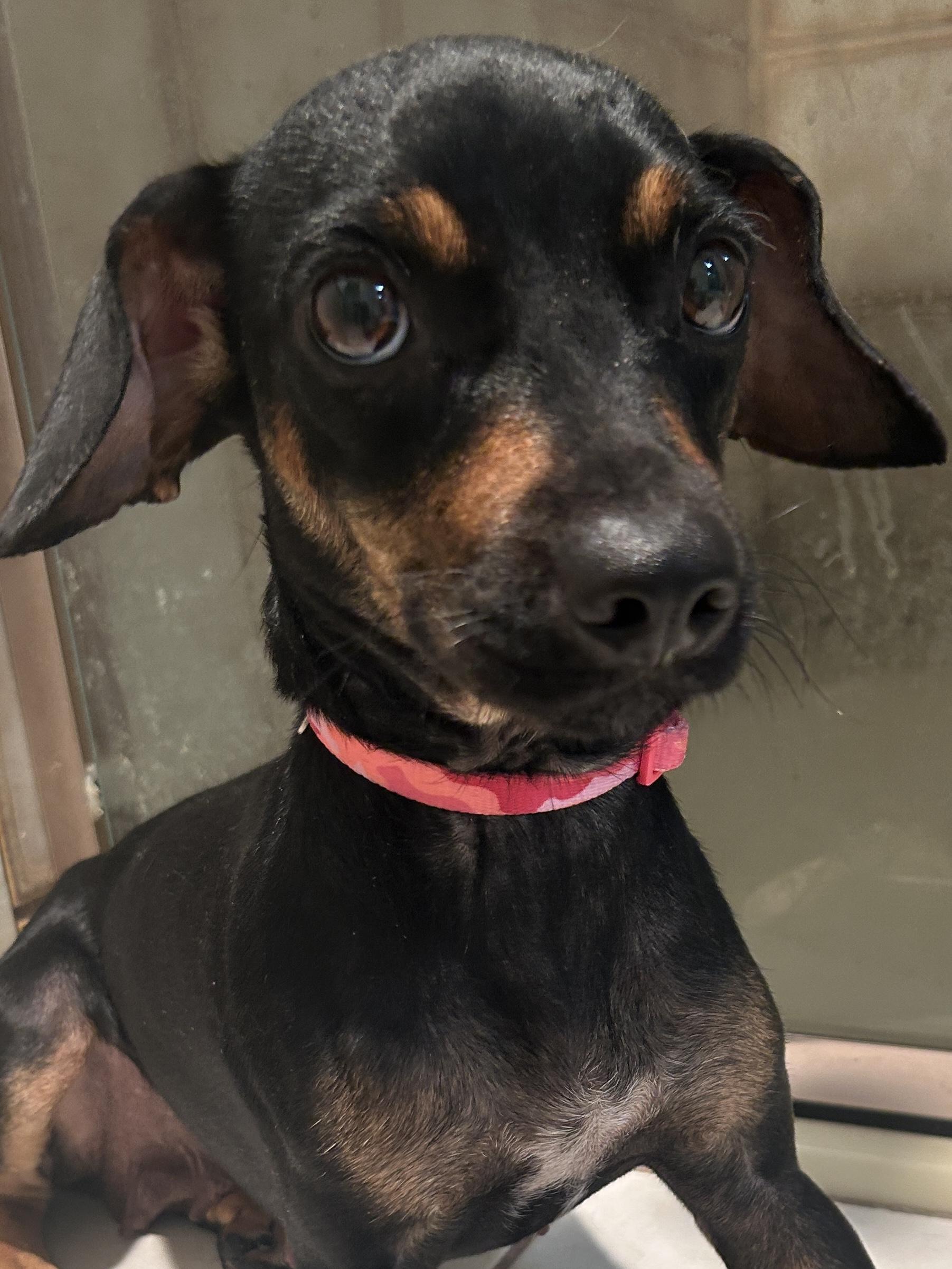 Enlarge LISA, a ADOPTABLE mixed breed in El Cajon, CA image 4/6