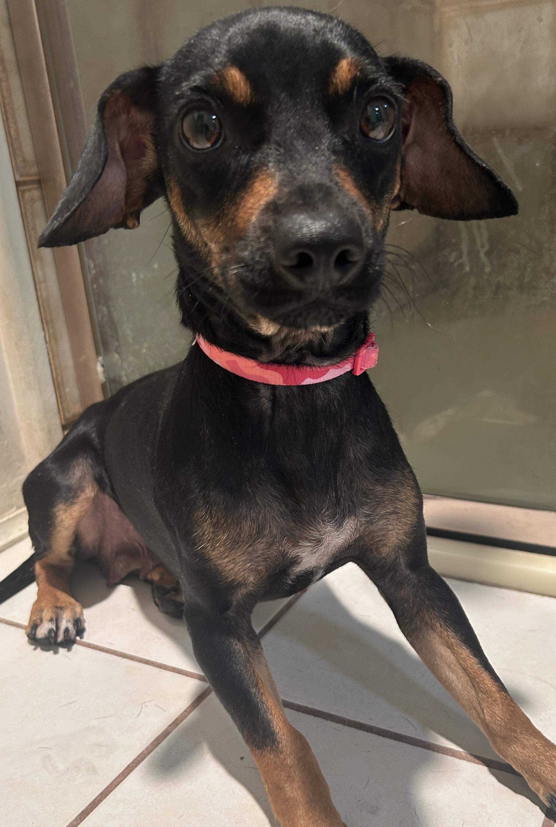 Enlarge LISA, a ADOPTABLE mixed breed in El Cajon, CA image 3/6