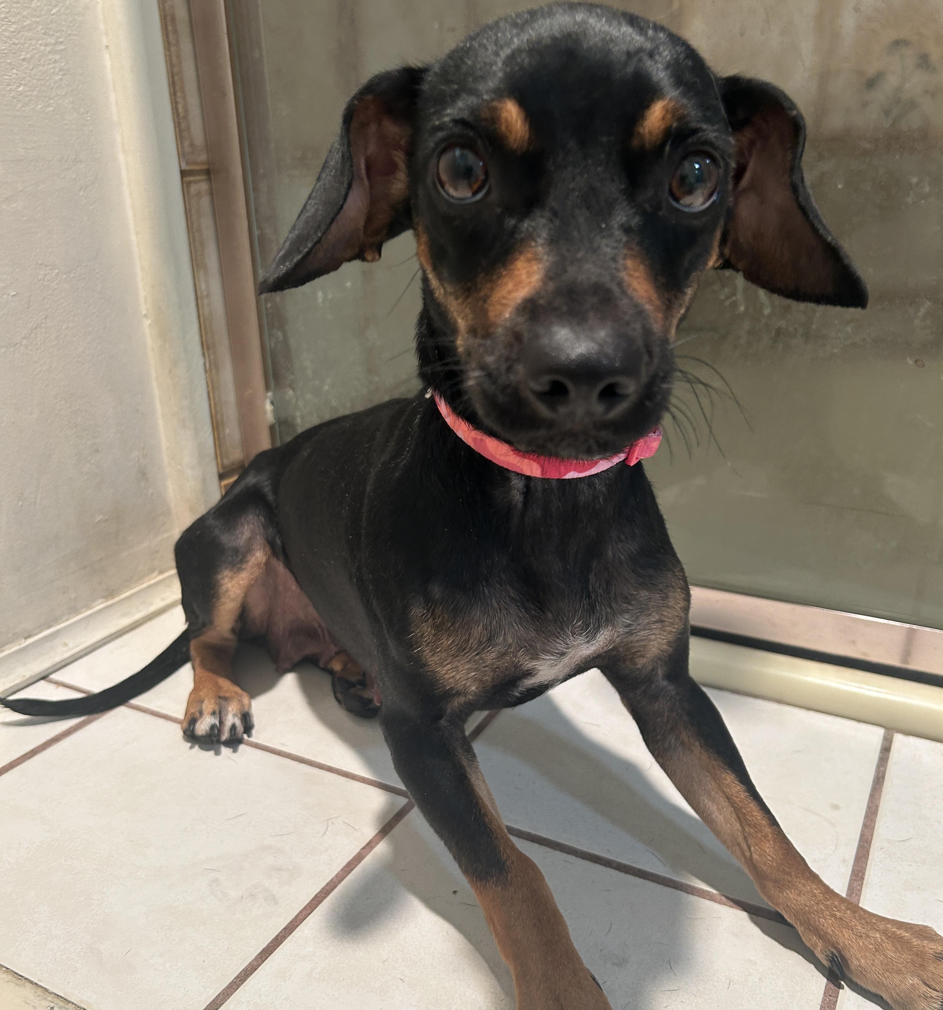 Enlarge LISA, a ADOPTABLE mixed breed in El Cajon, CA image 5/6