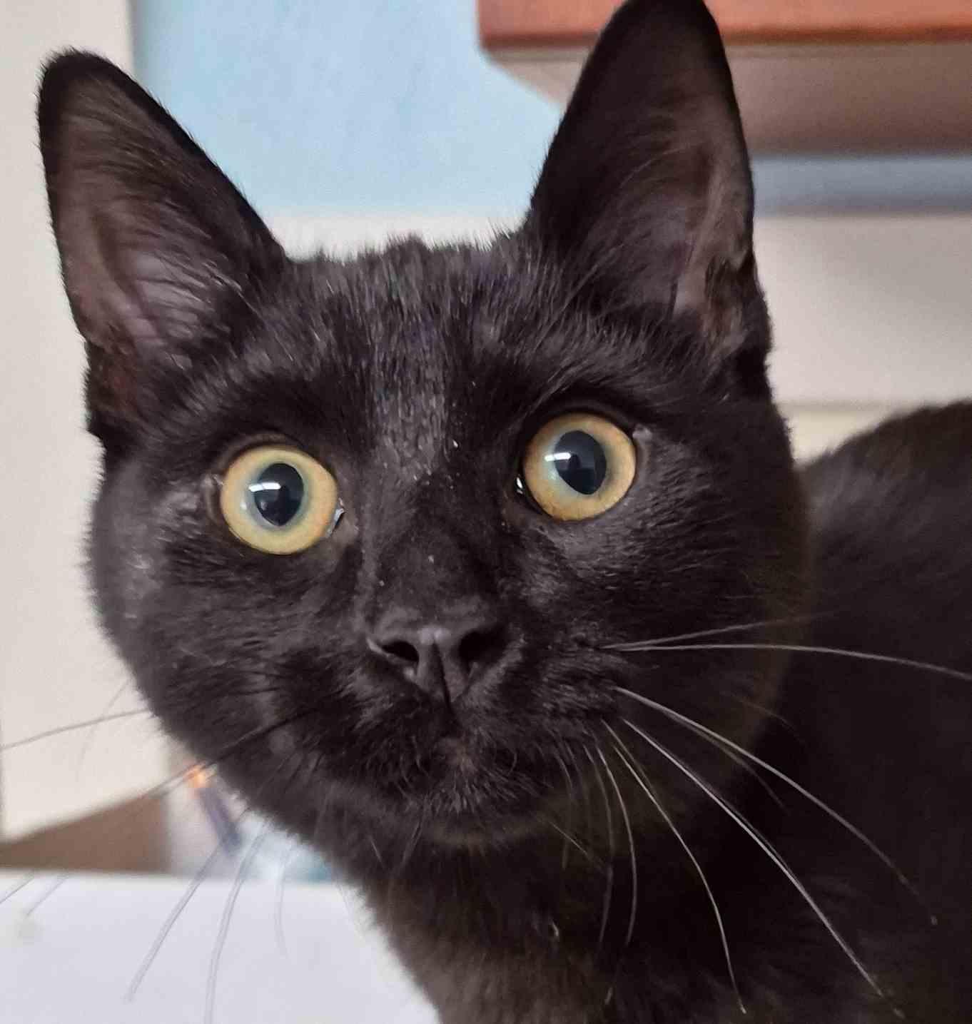 Oliver 8 months, Adoptable, Young Male Domestic Short Hair.