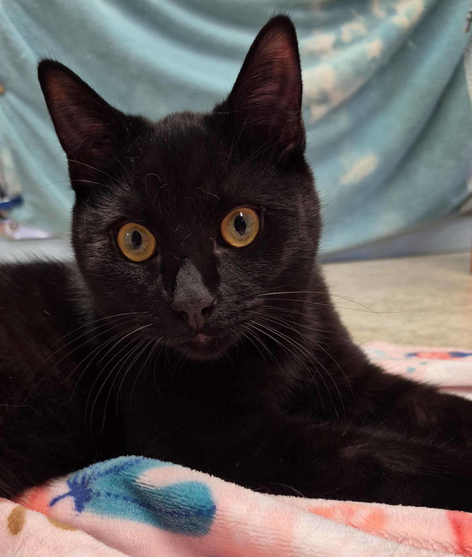 Enlarge Oliver  8 months, a Adoptable Domestic Short Hair in Sterling, MA image 2/3