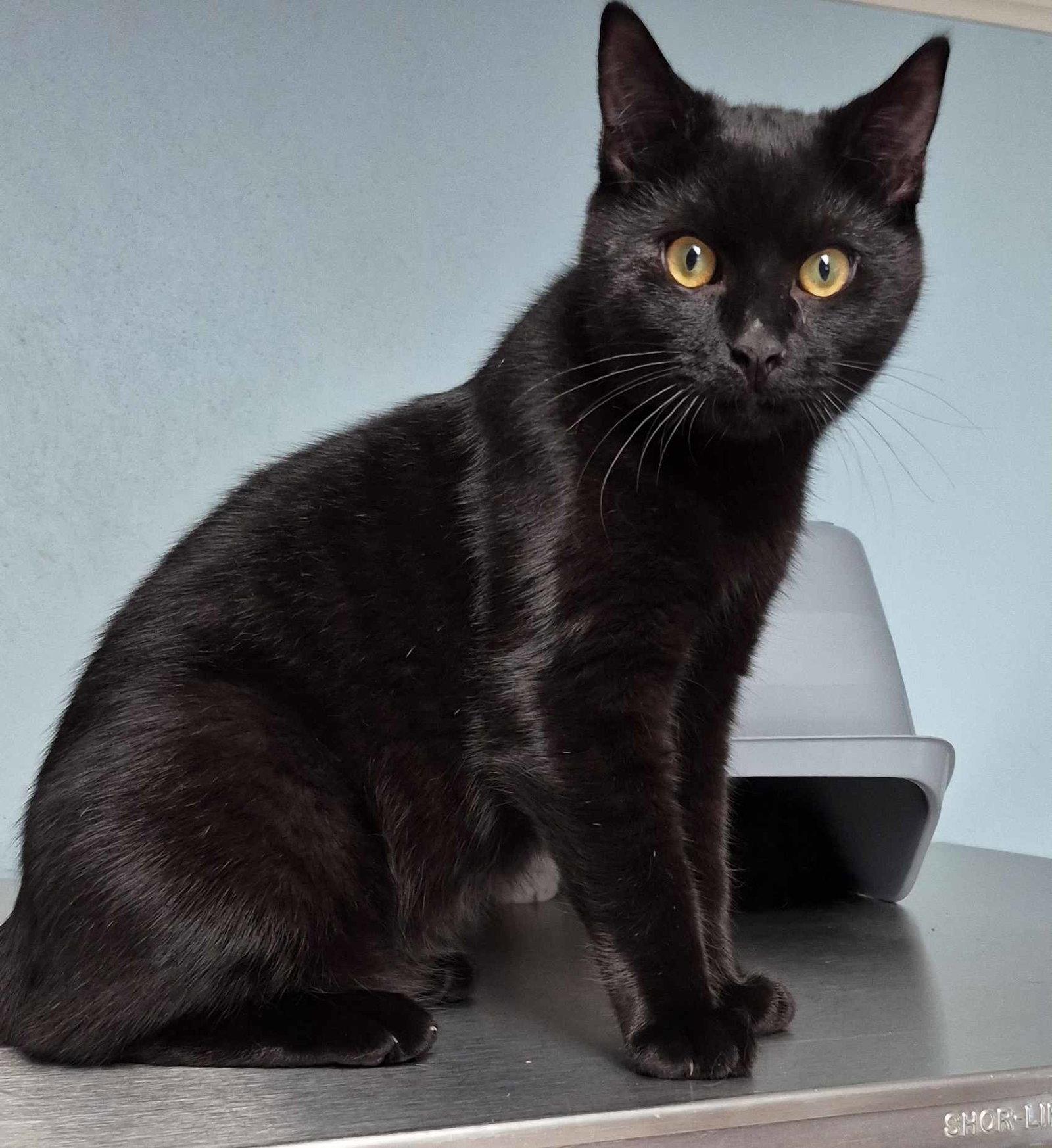 Enlarge Oliver  8 months, a Adoptable Domestic Short Hair in Sterling, MA image 3/3