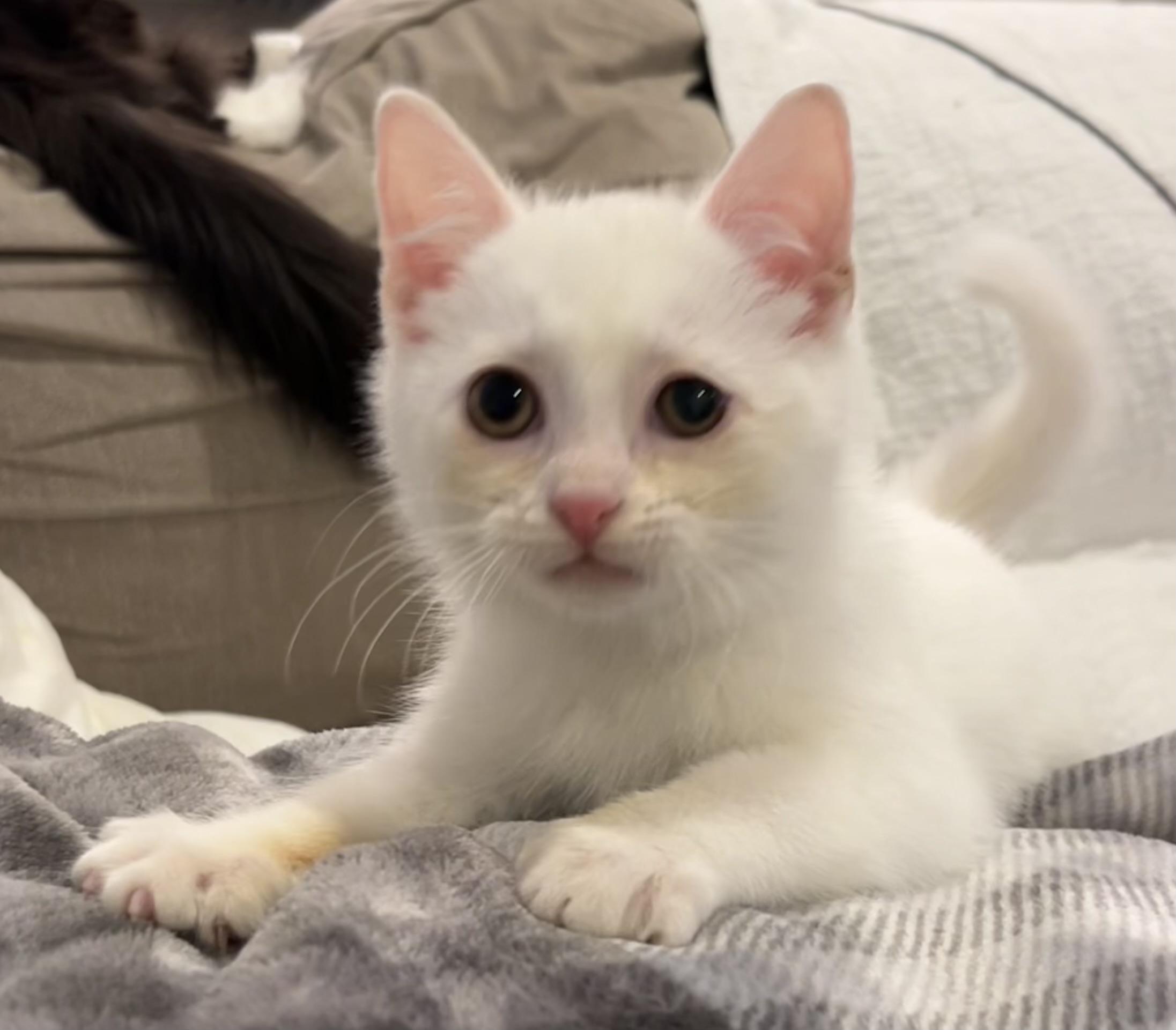 Enlarge Dalilah, a ADOPTABLE Domestic Medium Hair in Allentown, NJ image 2/3