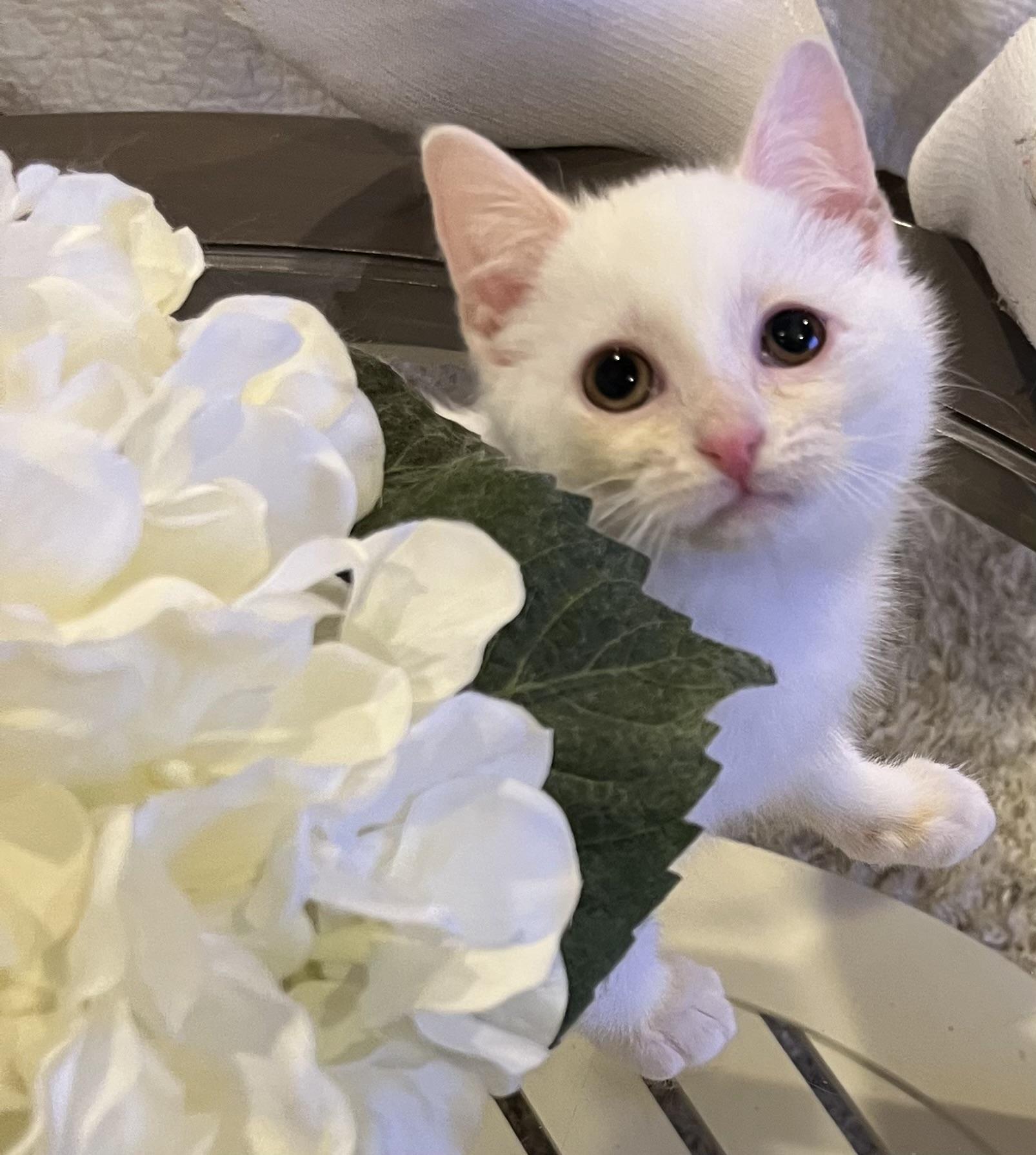 Enlarge Dalilah, a ADOPTABLE Domestic Medium Hair in Allentown, NJ image 1/3